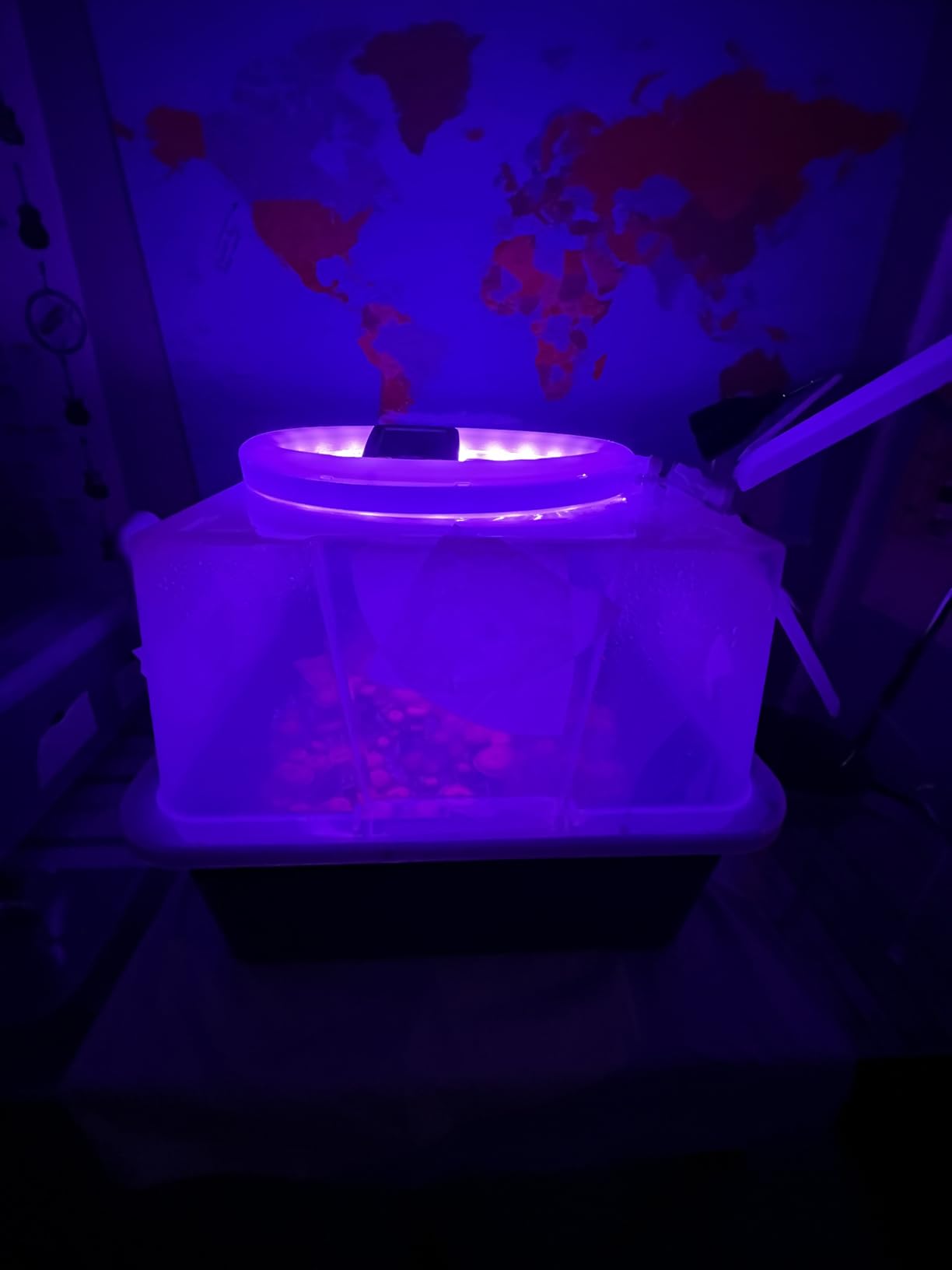 Myco Labs Mushroom Monotub Grow Kit | Complete Mushroom Grow Kit | for Dung-Loving Mushrooms | Includes sterilized Grain Spawn Bag, Bulk Substrate, Vermiculite, Filters & More! Just add Spores customer photo 1