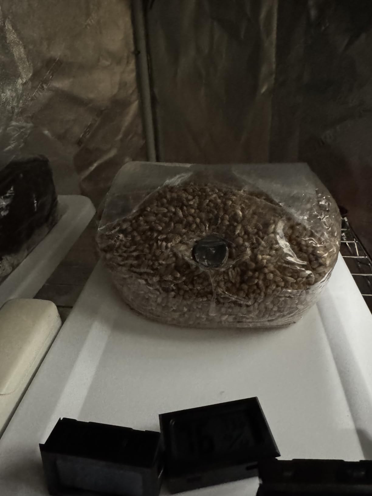 Myco Labs Mushroom Monotub Grow Kit | Complete Mushroom Grow Kit | for Dung-Loving Mushrooms | Includes sterilized Grain Spawn Bag, Bulk Substrate, Vermiculite, Filters & More! Just add Spores customer photo 2