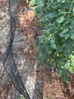 AlpineReach Garden Netting 7.5 x 100 ft Heavy Duty Bird Net, Deer, Plant Protection Extra Strong Woven Mesh, Reusable Kit with Zip Ties, Animal Fencing for Fruits Trees, Black customer photo 1