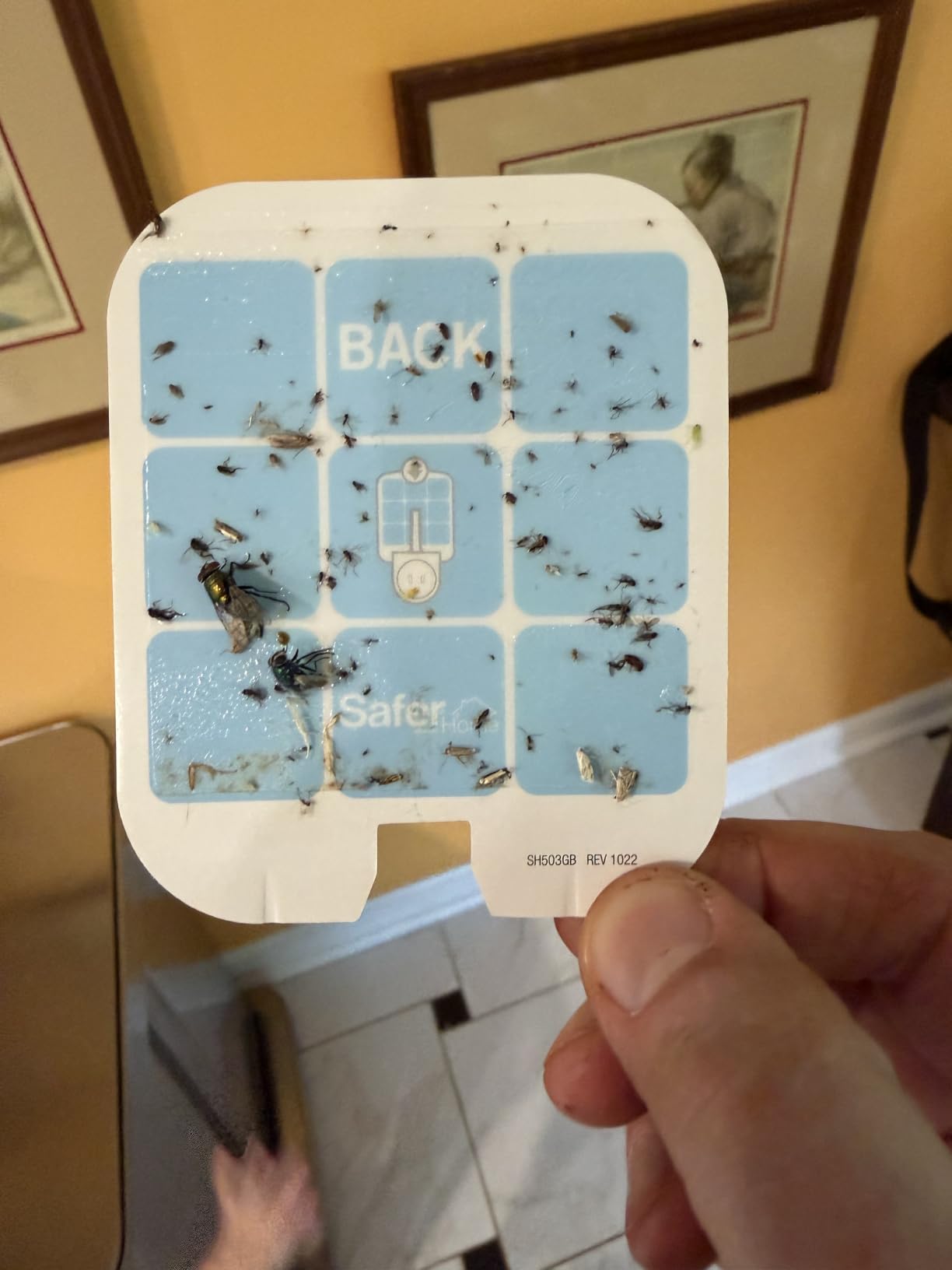 Safer Home Flying Insect Trap, Plug-in Fruit Fly Trap for Indoors, 2-Pack | Flying Insect, Moth, & Gnat Trap, Fruit Fly Killer, Fly Catcher, 24/7 Catch, Chemical-Free, 2 Traps + 2 Glue Cards, SH502-2SR customer photo 1