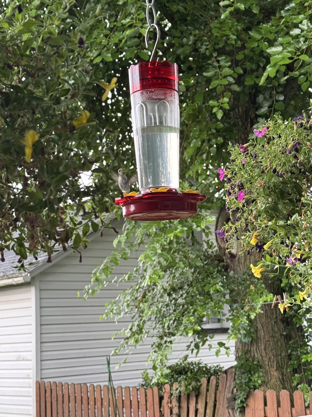 2 Pack Glass Hummingbird feeders for Outdoors 14Ounces, 5 Feeding Ports Hummingbird Feeder,Wide Mouth for Easy Filling/Cleaning, Hanging for Garden Backyard Decor, Includes Ant Moat (Red, 2Pack) customer photo 1