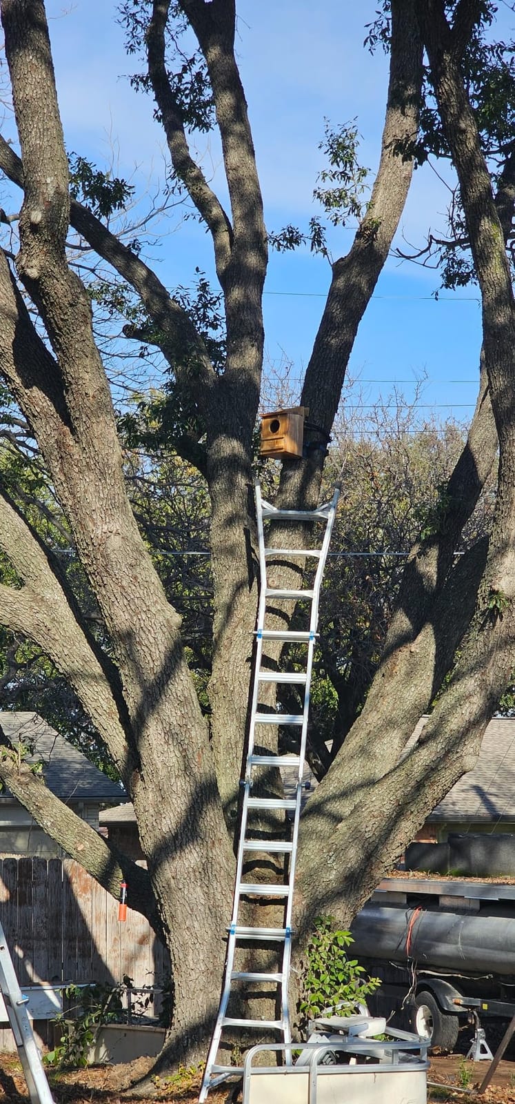Barred Owl House, 9