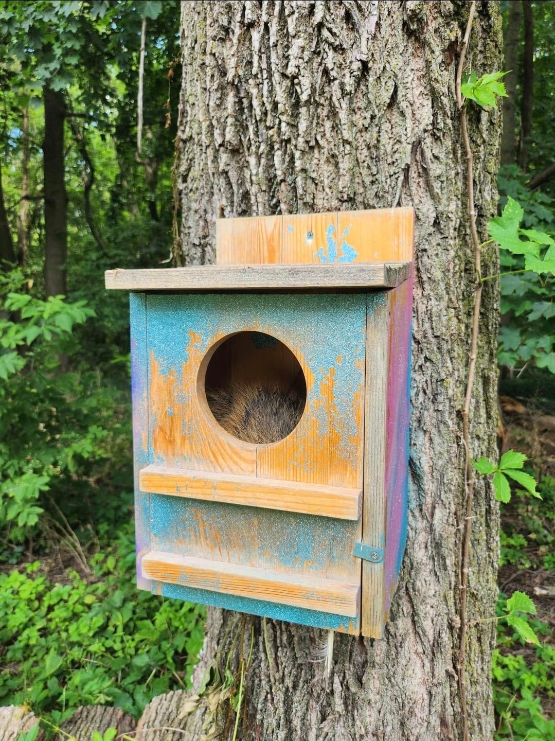 Barred Owl House, 9