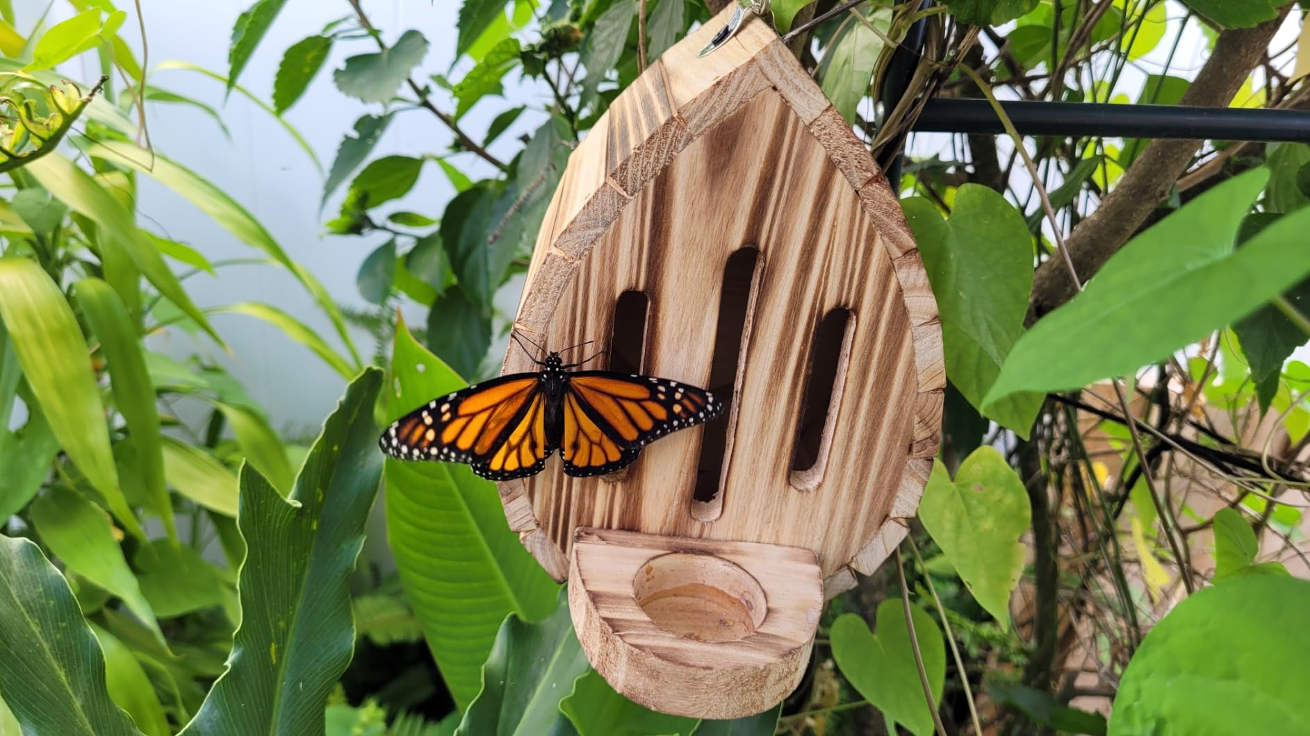 Butterfly House Butterfly Habitat Garden - Wooden Butterflies Houses with Feeder Hanging Garden Decoration Natural Nesting Box for Butterflies Bugs Moths & Lacewings customer photo 2