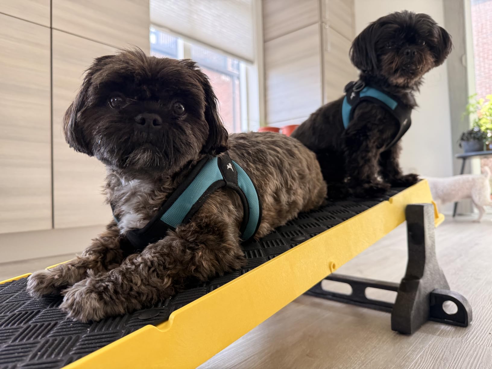 Cato Board XL - (Extra Long) Dog Training Platform - Made in The USA (Black, with Tilt Stand) customer photo 1