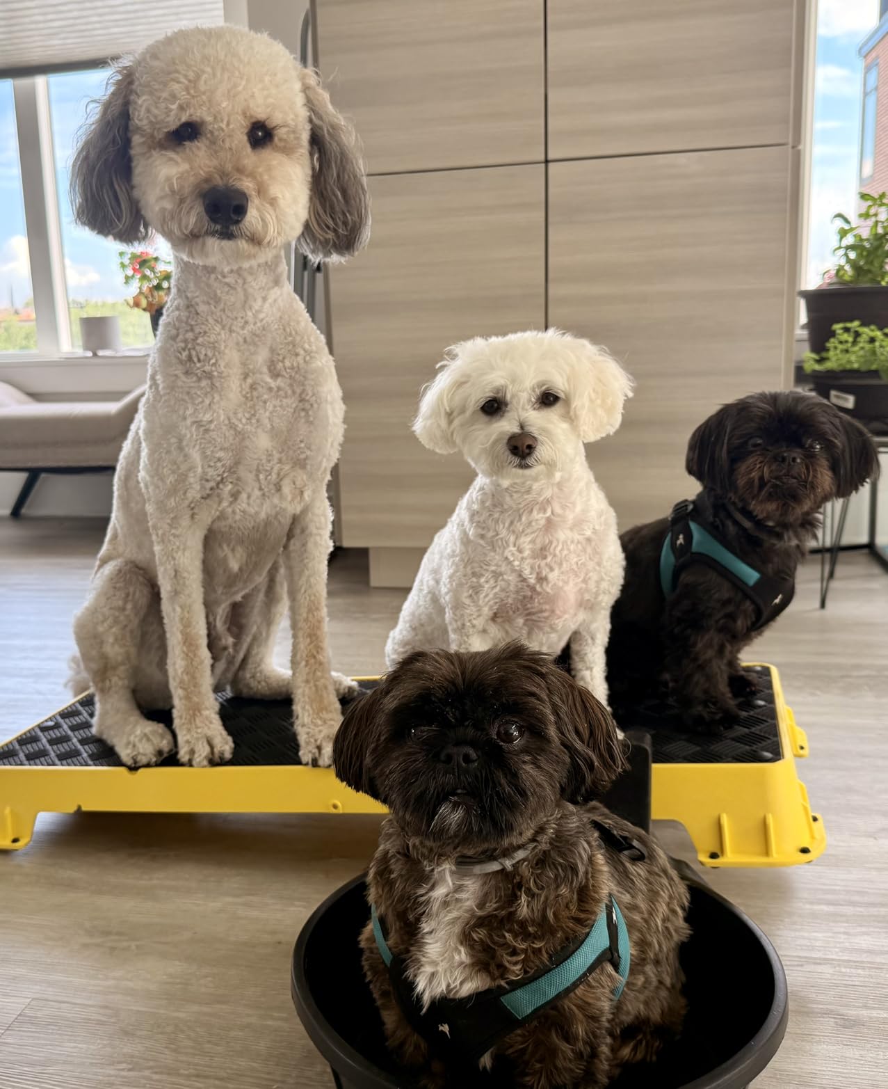 Cato Board XL - (Extra Long) Dog Training Platform - Made in The USA (Black, with Tilt Stand) customer photo 2