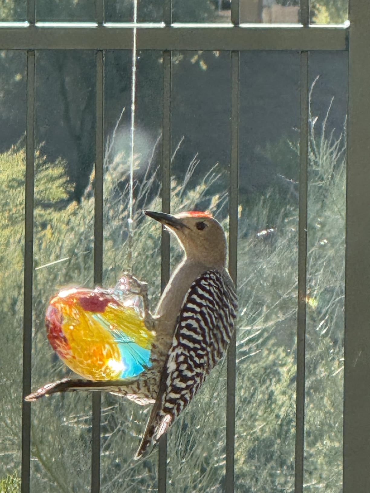 Set 3 Glass Hummingbird Feeders for Outdoors with 2 Flower Feeding Ports | Safe Lead-Free Glass, Non-Toxic for Hummingbirds, Bee & Ant Repellent Design, Guard Nectar Well customer photo 2