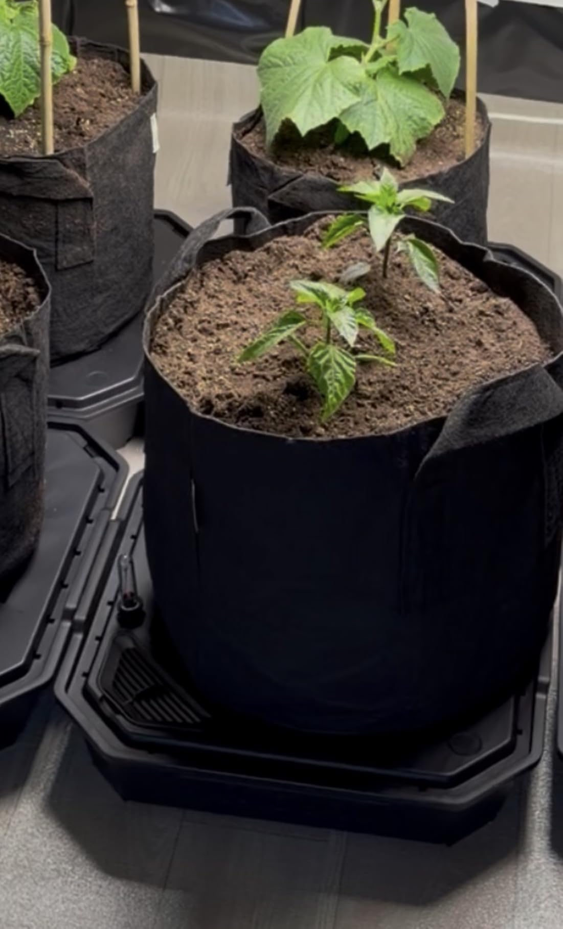 VIVOSUN 4-Pack FlexFeed Self-Watering Pots, Auto Irrigation Fabric Pot Base | Water Meter & Maintenance Window, for Use Indoors in Grow Tents/Outdoors customer photo 1