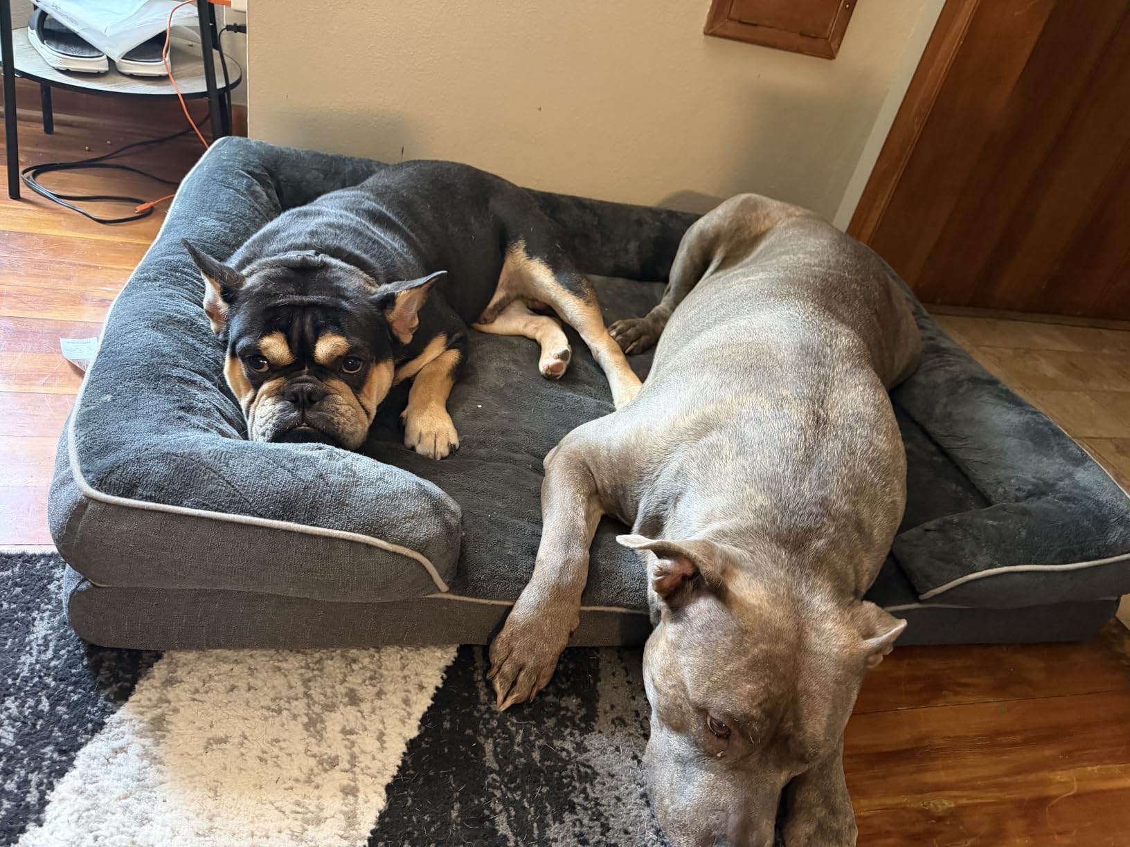 EHEYCIGA Orthopedic Small Dog Bed, Waterproof Memory Foam Washable Pet Beds, Grey customer photo 1