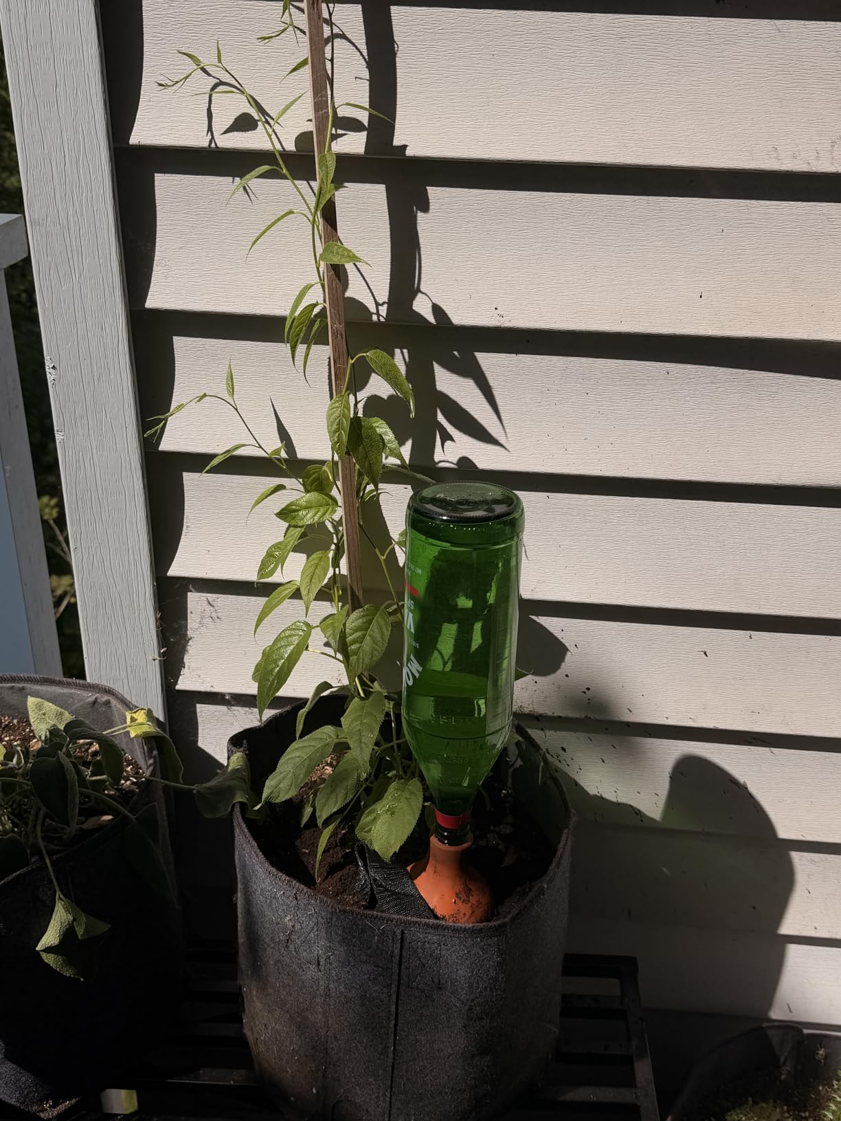 Back to the Roots Self-Watering Terracotta Olla Pot (Pack of 3), 700mL Provides 1 Week of Precision Watering customer photo 2