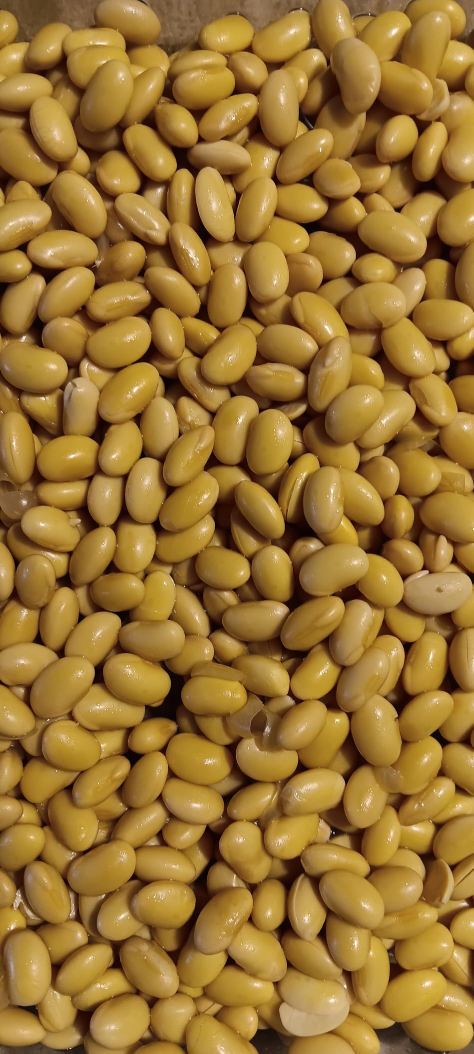 Japanese Natto Starter Spores (Nattomoto) - 3g (enough to make 30kg of natto) | 100% Organic Soybean Extract | Made in Japan | Yummy-Yamaguchi (Pack of 1, Natto) customer photo 1