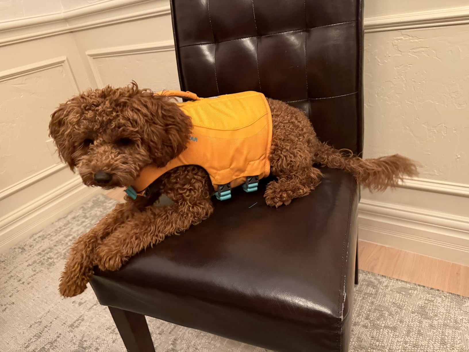 Ruffwear Float Coat Dog Life Jacket, Swim Vest, Premium Buoyancy, Lift Handle, Secure Fit & Reflective Trim, Adjustable Flotation for Swimming, Boating, & Outdoor Adventures customer photo 1