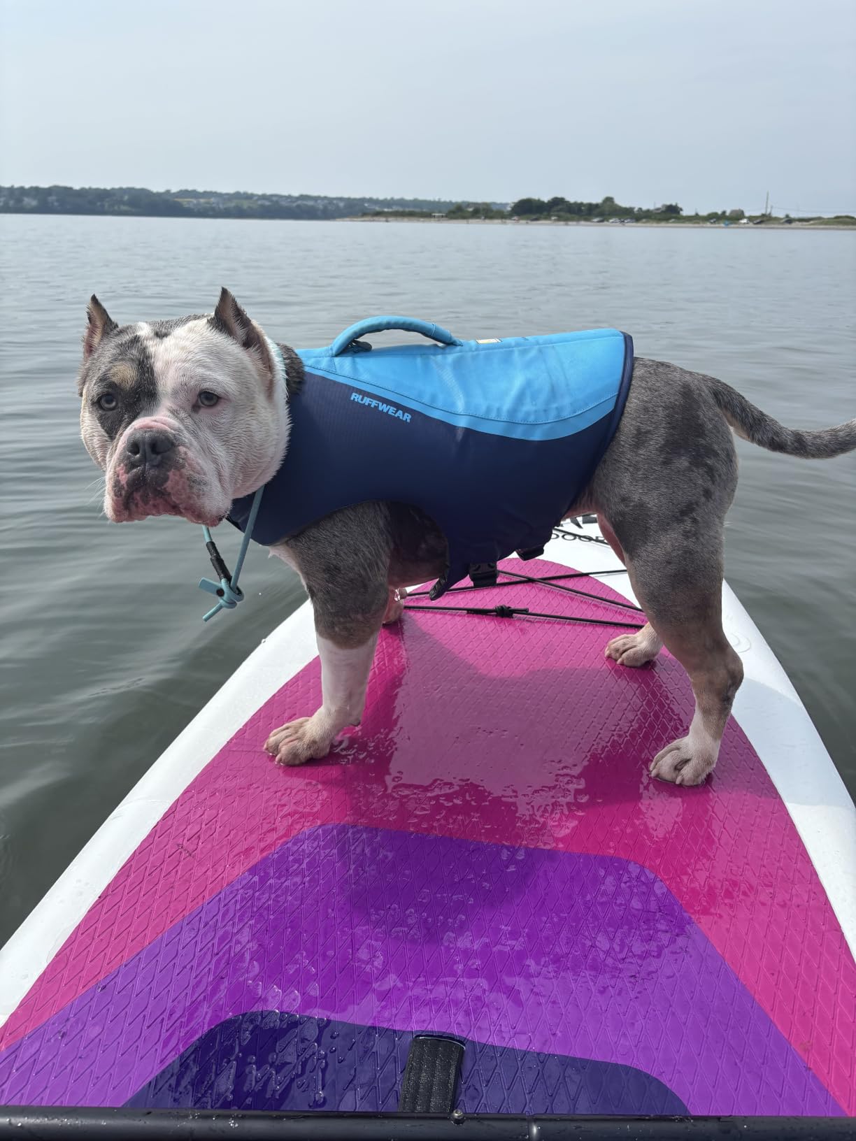 Ruffwear Float Coat Dog Life Jacket, Swim Vest, Premium Buoyancy, Lift Handle, Secure Fit & Reflective Trim, Adjustable Flotation for Swimming, Boating, & Outdoor Adventures customer photo 2