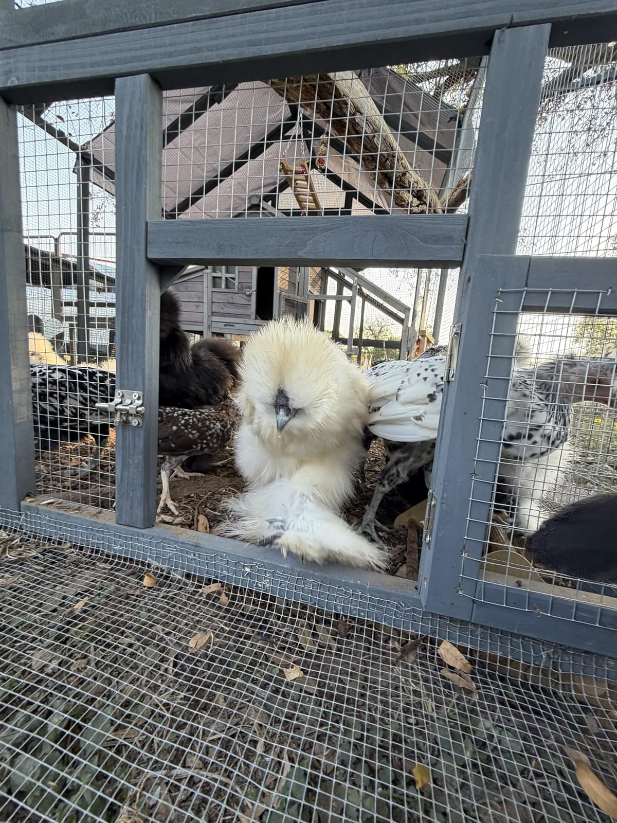 Large Wood Chicken Coop with Nesting Box, Wooden Chicken Coop with Run, Outdoor Walk-in Poultry Cage with Weatherproof Cover, Chicken House for Outside Farm Backyard customer photo 1