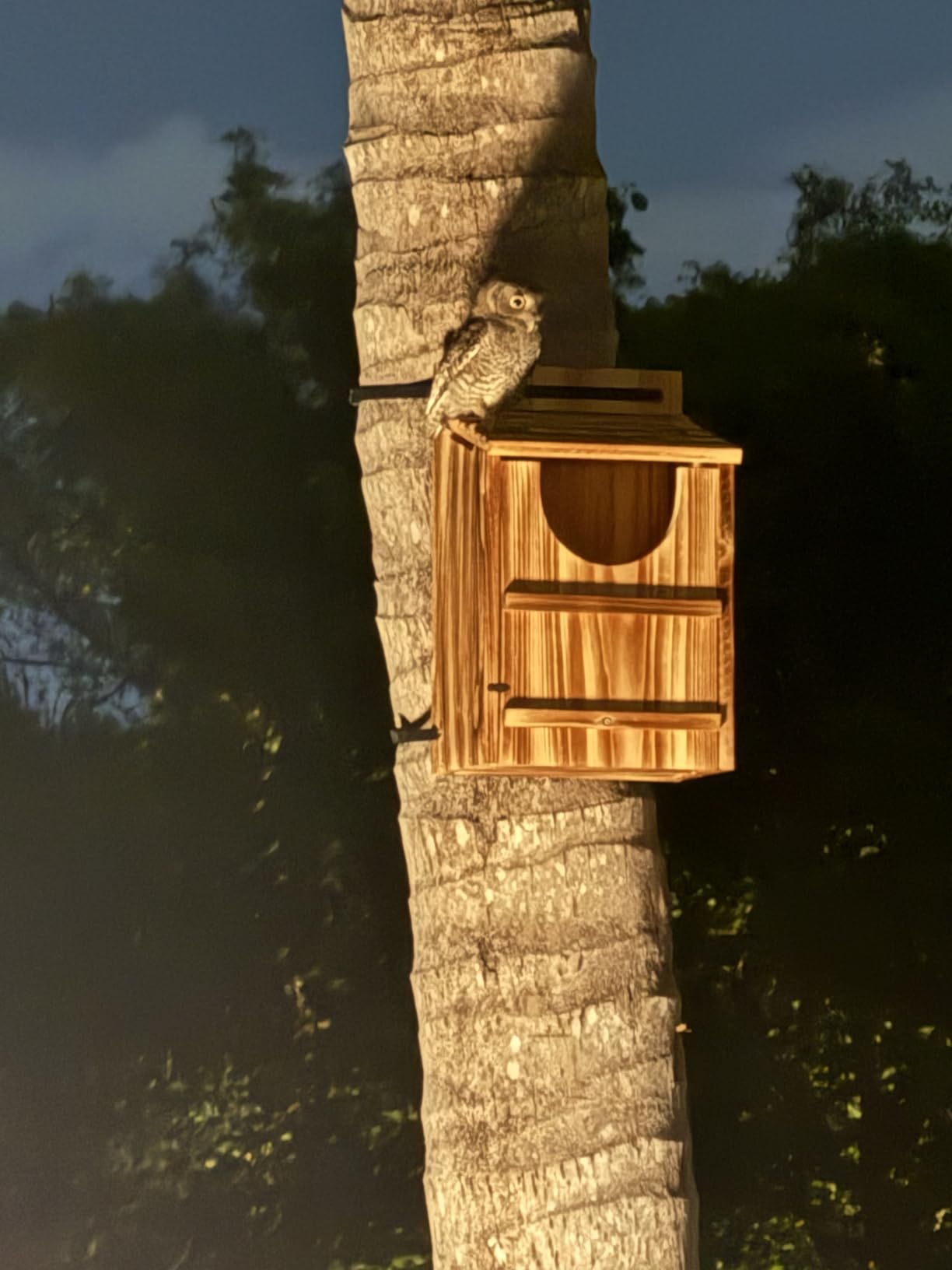 UUMENHA Durable Carbonized Cedar Owl House - 14.5×9×7.5 Inch Weather-Resistant Outdoor Owl Nesting Box with Natural Shavings, Quick Assembly, Bird Box Ideal for Wildlife Lovers customer photo 2