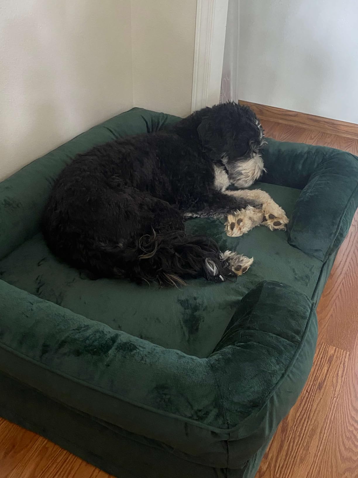 NOAH & PAW Giant Dog Bed XXL, 55x45x11 Inch, Orthopedic Dog Beds, Eggshell Memory Foam Infused with Cooling Gel, Inner Cover, Water Resistant, Machine Washable (Velvet Sofa Collection) customer photo 1