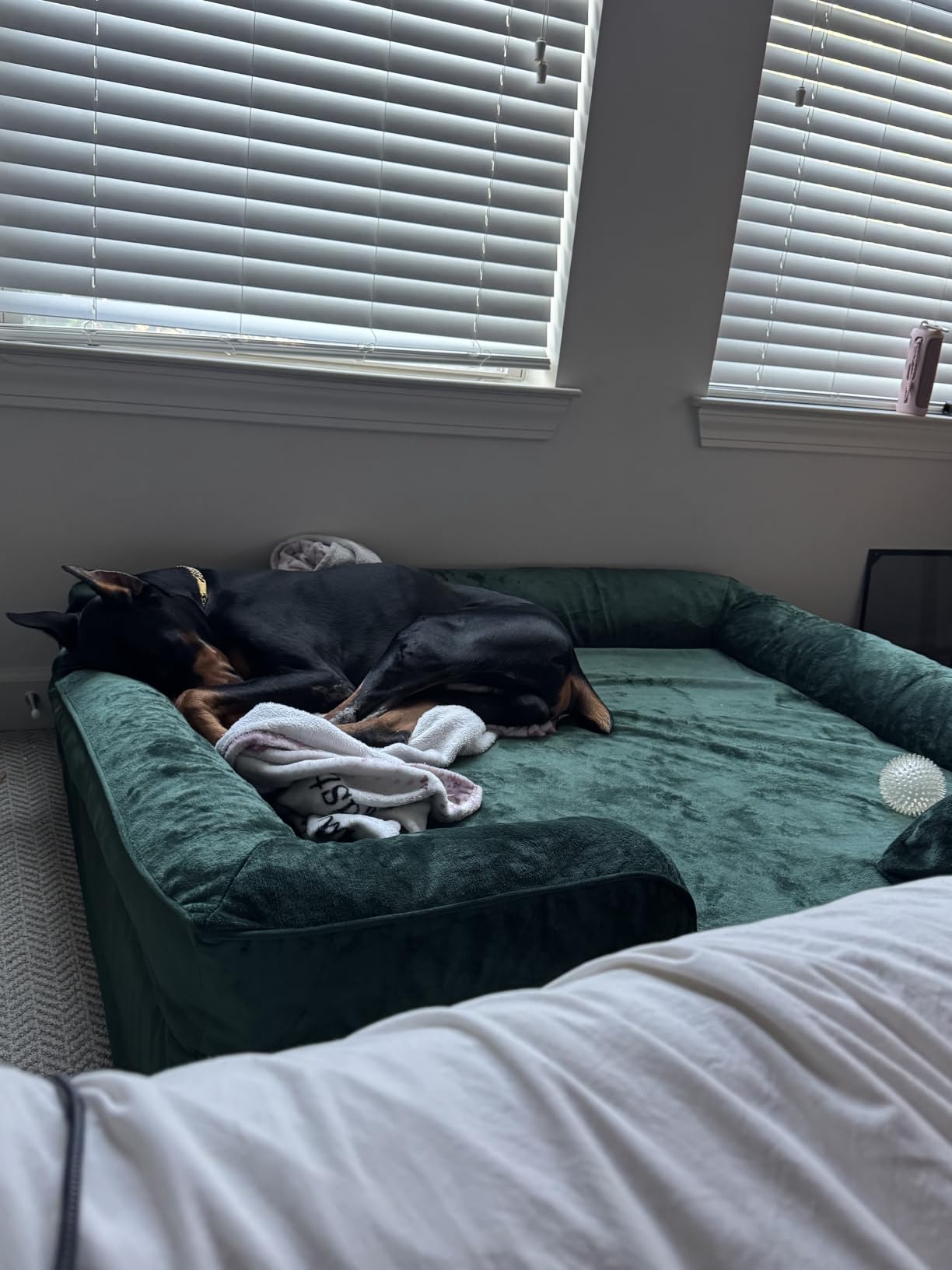 NOAH & PAW Giant Dog Bed XXL, 55x45x11 Inch, Orthopedic Dog Beds, Eggshell Memory Foam Infused with Cooling Gel, Inner Cover, Water Resistant, Machine Washable (Velvet Sofa Collection) customer photo 2