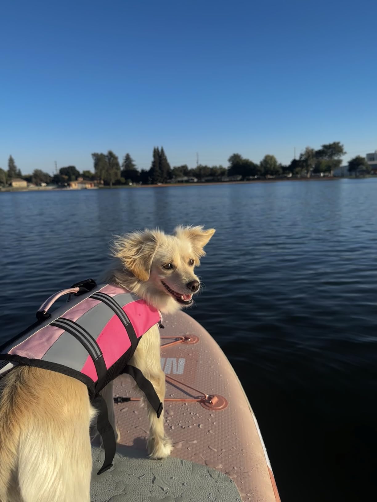 EMUST Dog Life Jacket, High Visibility Dog Life Vests with 2 Rescue Handles | Lightweight Medium Large Dog Vests Lifesaver with Leash Ring, Dog Floats for Pool, Kayaking, Swimming, Turquoise, XL customer photo 2