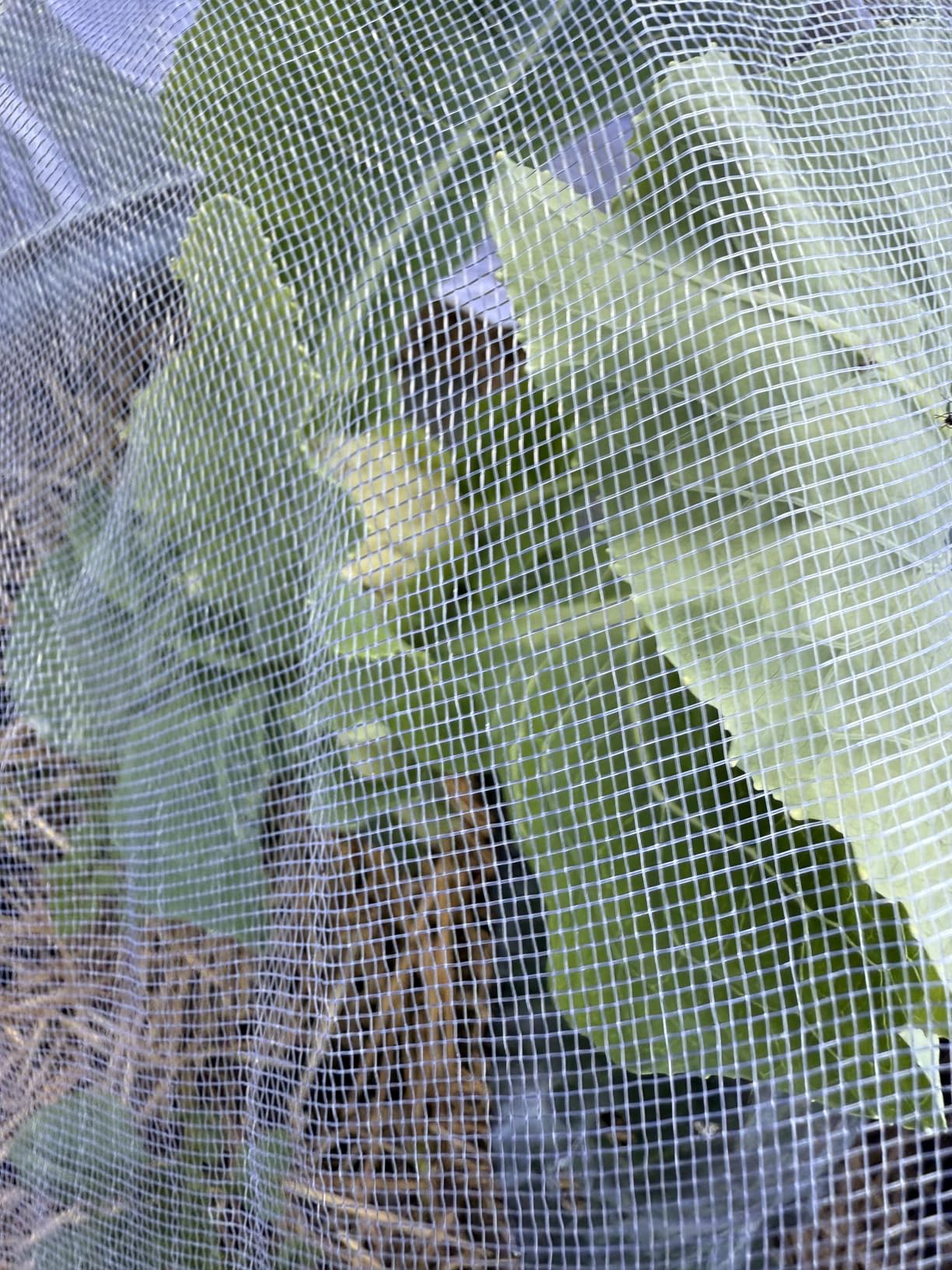 Garden Netting for Raised Beds, Plant Covers Garden Protection Bird Netting | 4x2FT Raised Garden Bed Cover, Ultra Fine Mesh Netting Pest Barrier for Vegetables Fruits Crops, with Drawstring&Clip, 2PCS customer photo 2