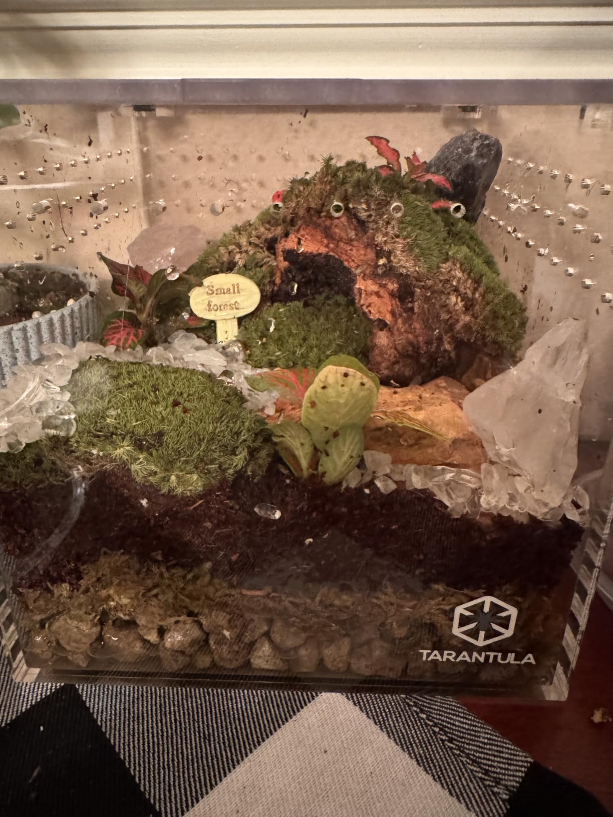 DIY Crystal Terrarium Kit - 21-Pieces All-In-One Starter Kit with Preserved Moss, Pumice, Crystals, Coconut Coir, Tools & Decor | Healing Gift for relaxing | Plants Lovers | Home & Desk Decor customer photo 1