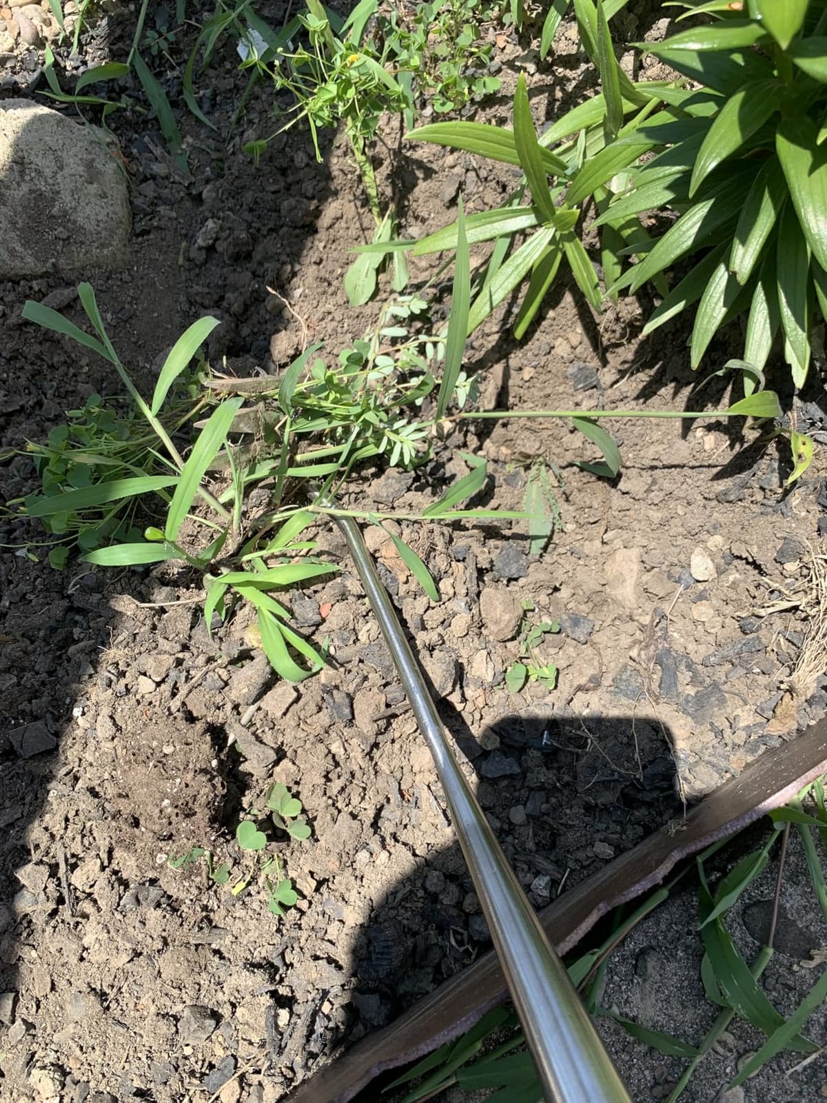 Weed Puller Tool, 2026 Upgraded Portable Manual Weeding Tools Gardening | 6 Teeth Dual Head, Stainless Steel, Durable Build, Hand Weeder Rake, Garden Weed Pulling Tool for Backyard Yard Farm Planting customer photo 2