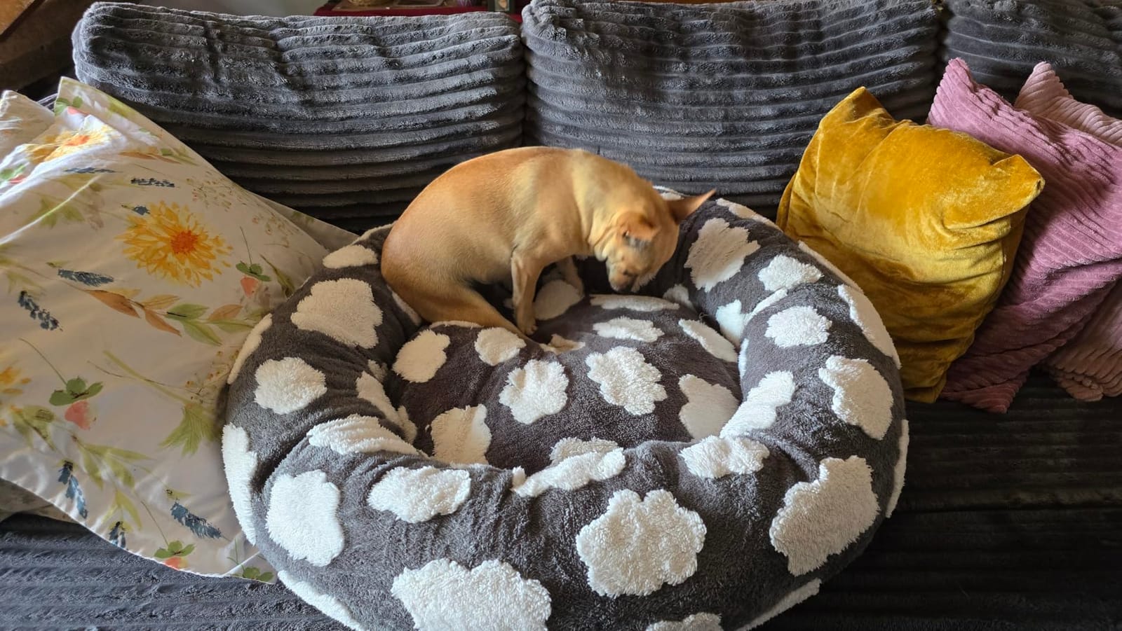 JOEJOY Jacquard Donut Round Dog Beds Medium Sized Dog, Blue 30x30x8in, Removable Washable Cover, Cute Pattern, Ultra Soft Fluffy Calming Pet Bed with Thick Supportive Bolster customer photo 2