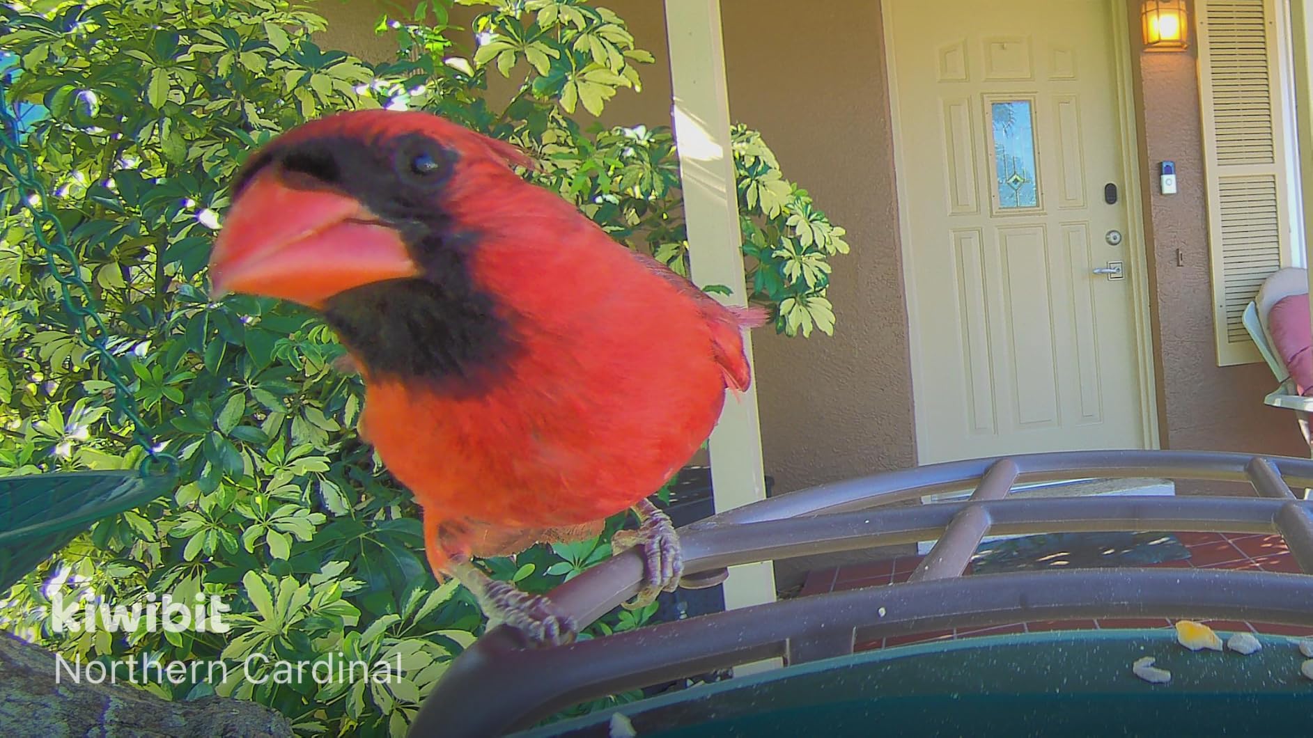 Kiwibit Solar Smart Bird Feeder with Camera, 4K HDR Live Video, AI Bird IDs | 4.4W Built-in Dual Solar Powered, 8MP Photos, Wild Camera Birdhouse, Two-Way Audio, Bird Watching Gift for Bird Lovers, Green customer photo 1