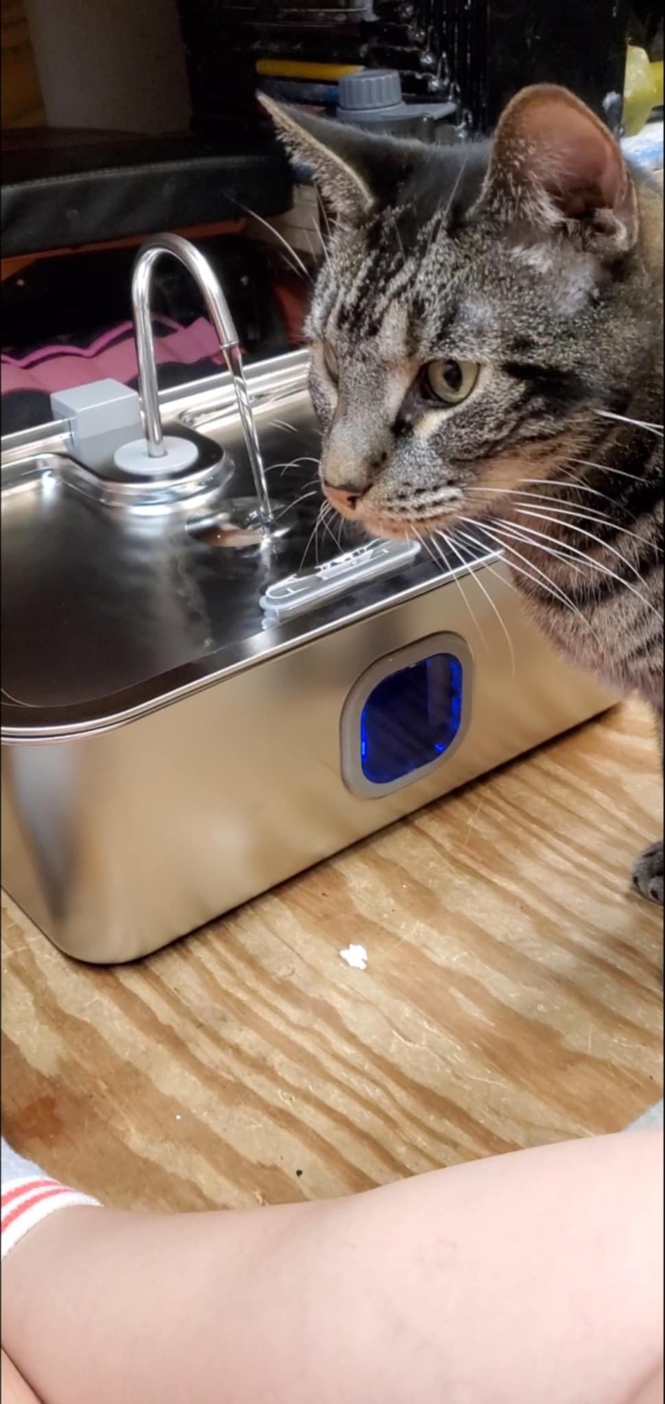 4.2Gal Dog Water Fountain for Large Dogs, 16L Stainless Steel Large Dog Fountain Water Bowl with Deeper & Wider Drinking Tray, Automatic Pet Water Dispenser with Visible Window for Multi-Pets Families customer photo 1
