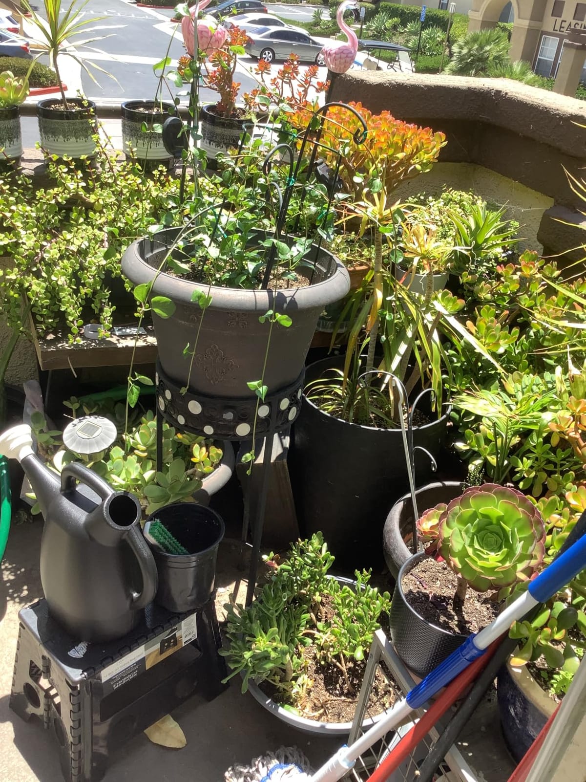 Chapin 1/2-Gallon Watering Can, Lightweight for Easy Watering, Indoor Plants customer photo 2
