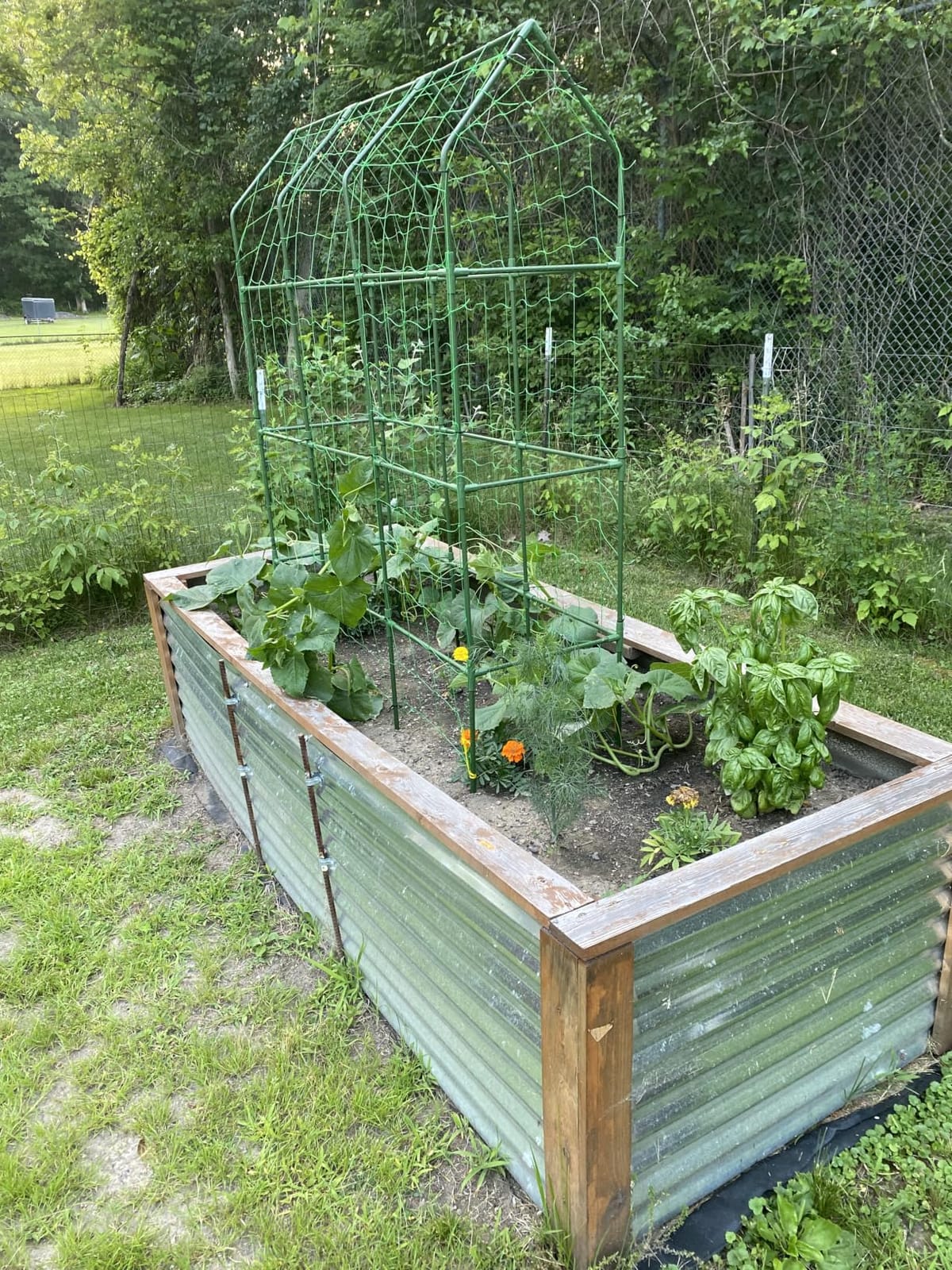 65 Inch 4 Pack Heavy Duty Tall Tomato Cages for Garden | Large Plant Support Stakes for Climbing Plants Heavy Vegetables, Adjustable Tomato Trellis for Outdoor Raised Garden Beds customer photo 1