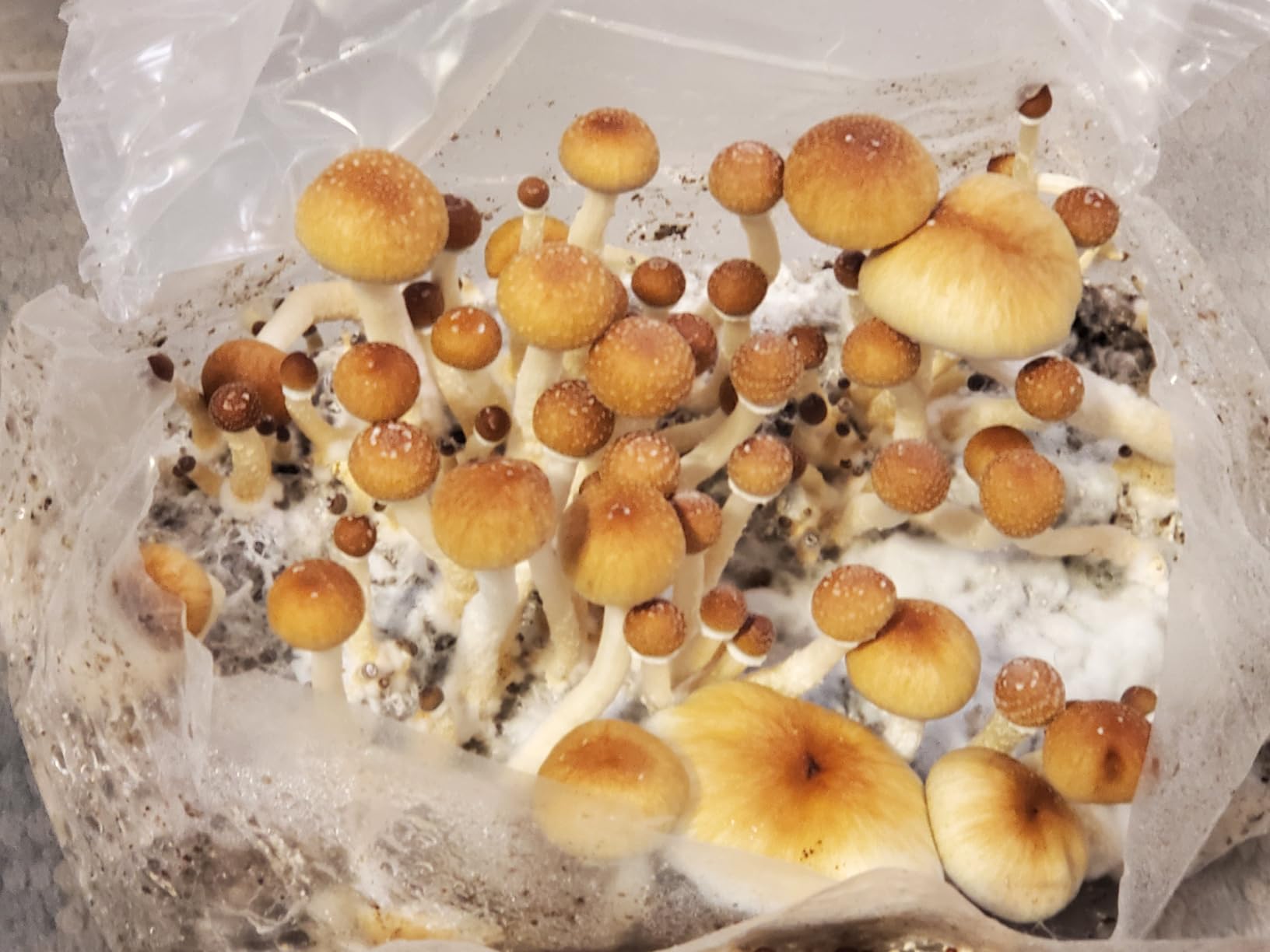 Mushroom Grow Kit - All-in-One 4LB Grow Bag with Self-Healing Port - Fast-Colonizing Universal Substrate for Any Mushroom - Multi-Flush High-Yield - USA Made (Just Add Your Own Culture) customer photo 1