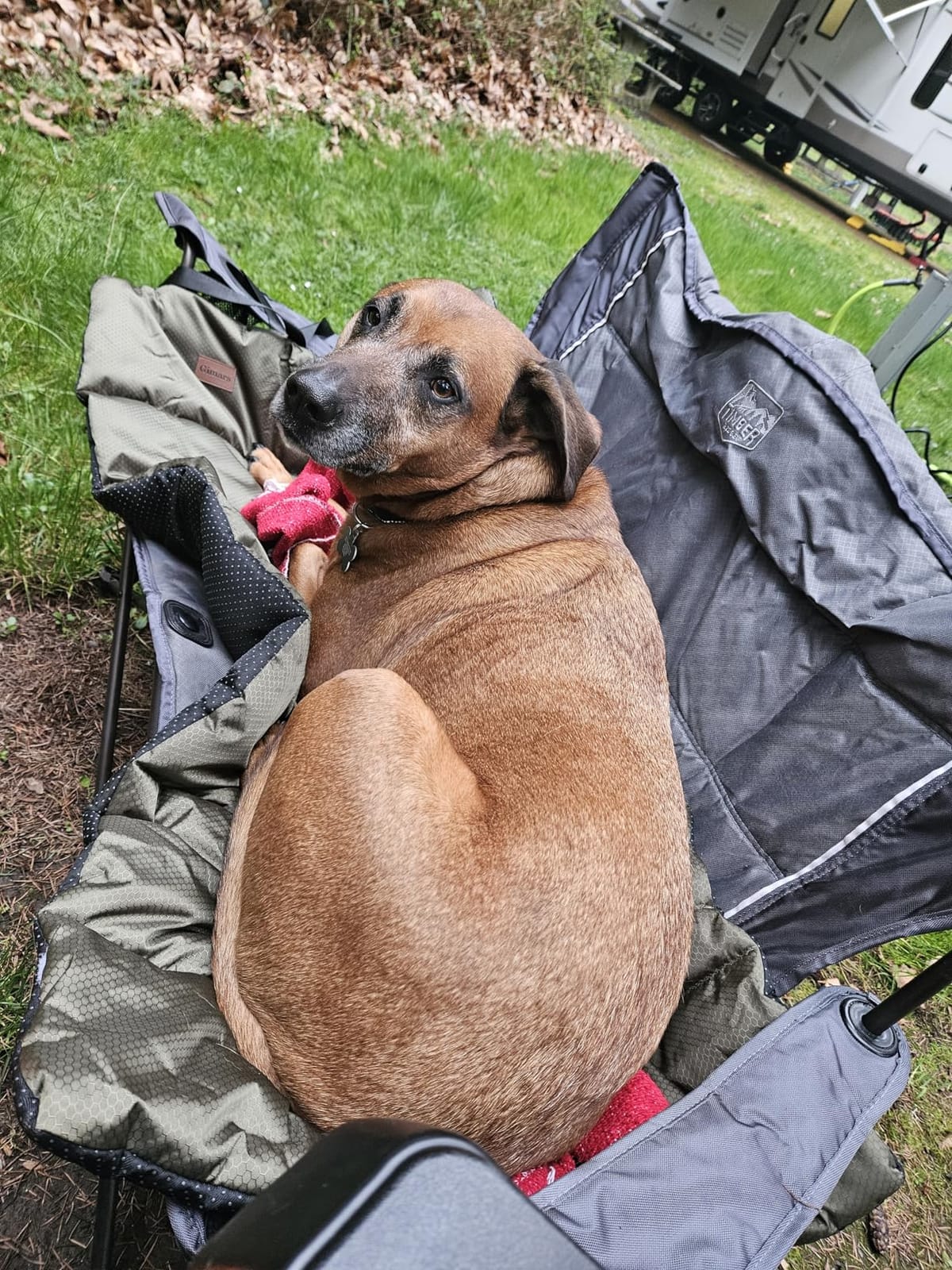 Gimars Upgraded Thickened XL Outdoor Dog Bed with Waterproof Film, Easy to Roll Up with Buckle, Large Travel Pet Bed for Large & Extra Large Dog, Portable, Foldable, Washable for Camping,Traveling customer photo 1