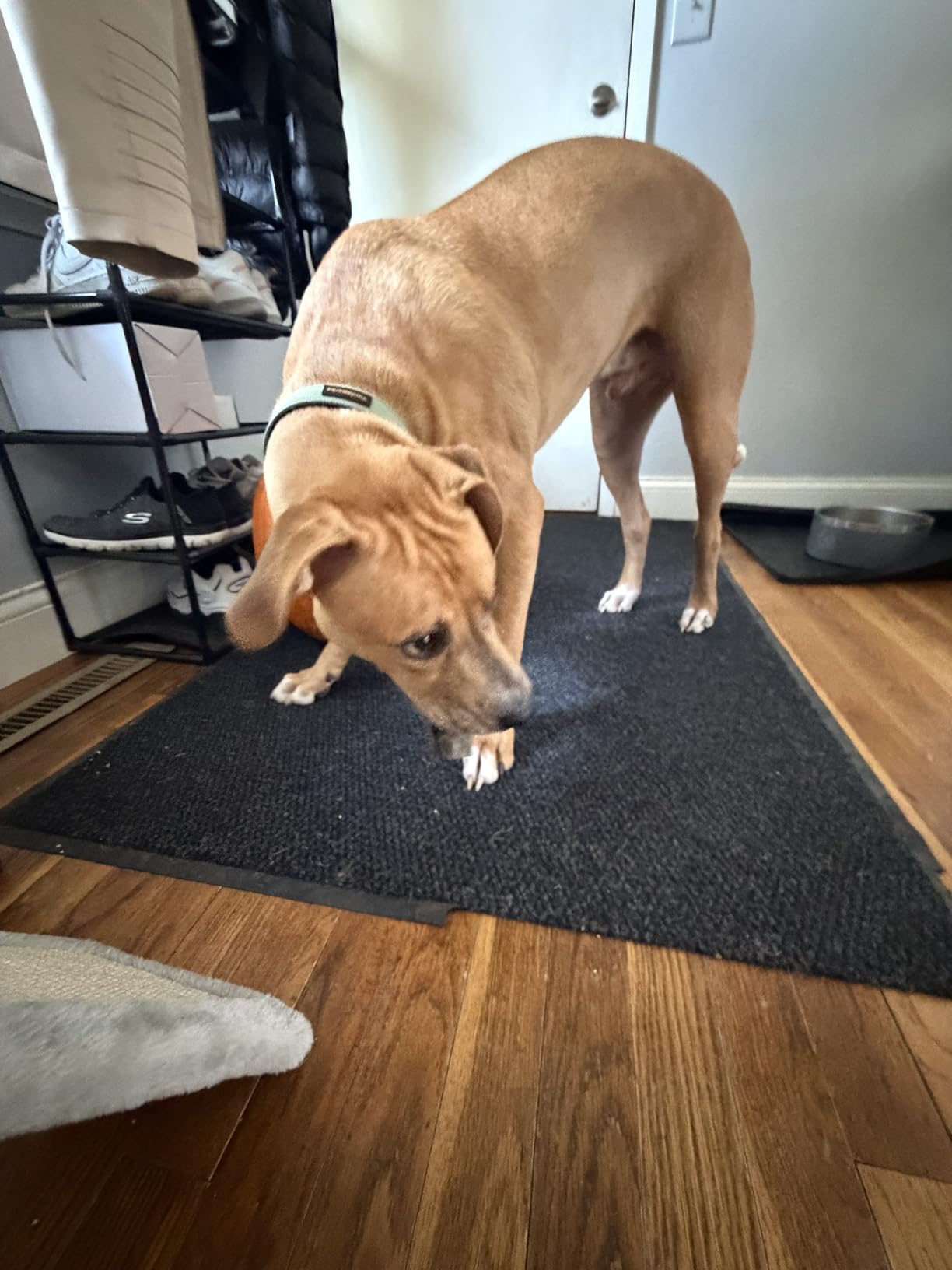 Large Door Mat 3' x 5' Charcoal, Heavy Duty Commercial Floor Mat, Industrial Floor Mat for High Traffic Areas, Or Business Entryway Nonslip Rubber Backing. customer photo 1