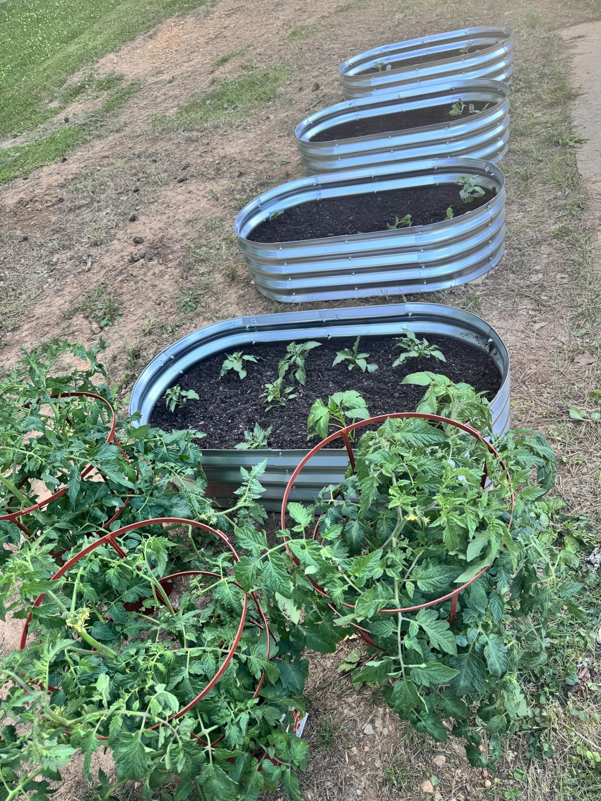Galvanized Raised Garden Bed Outdoor, 4x2x1ft(2Pack) Metal Heavy Duty Planter Boxes for Gardening, Easy Assemble Bottomless Small Oval Plant Container Kit for Vegetable, Flower, Fruit, Silver customer photo 1