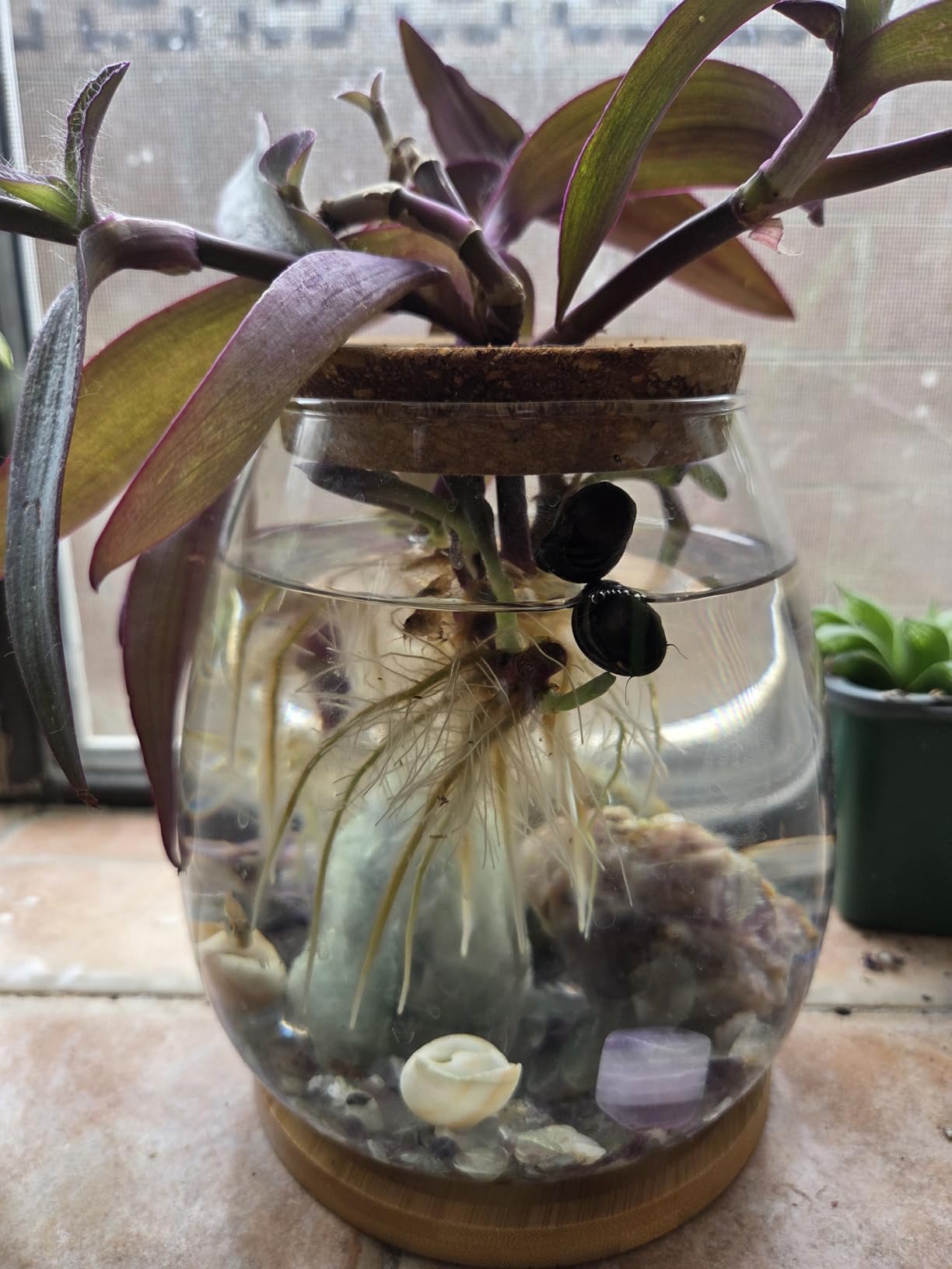 0.5 Gallon Fish Bowl Betta Fish Tank Glass Aquarium with Wood Lid & Bamboo Stand - Hydroponic Plants Planter, Glass Vase, Gift customer photo 2