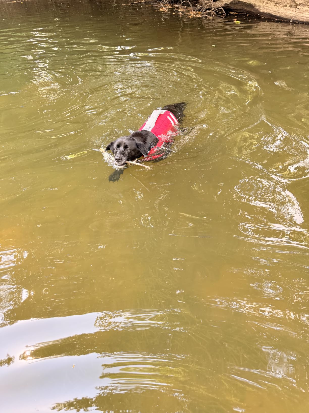 LeLePet Dog Life Jacket, High Flotation Swim Vest for Dogs L Red | High-buoyancy dog life vest with reflective details for swimming, boating, and water safety adventures customer photo 2