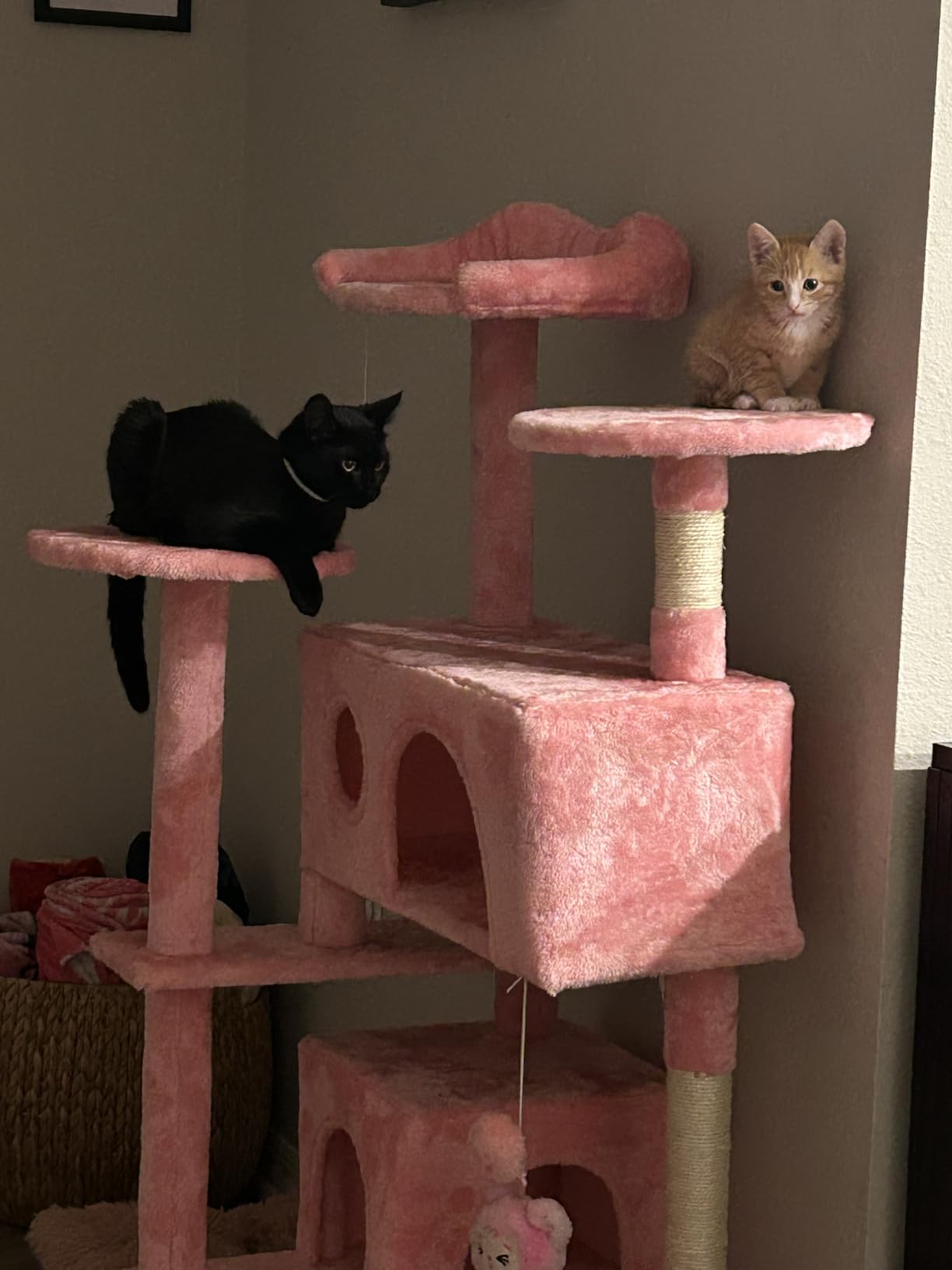 Sweetcrispy 54 Inch Cats Tree Tower, Multi-Level with Scratching Post, Indoor Cat Tree Condo with Climbing Ladder, Plush Toy, Play House for Kittens, Beige customer photo 1