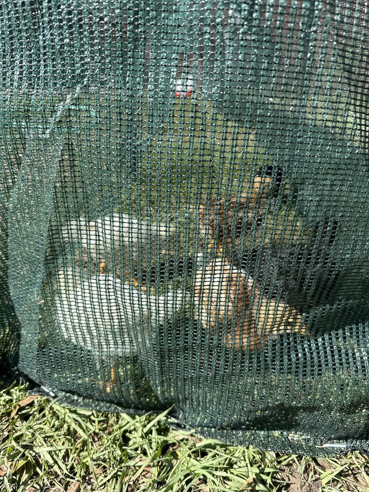 Chicken Runs for Yard,79