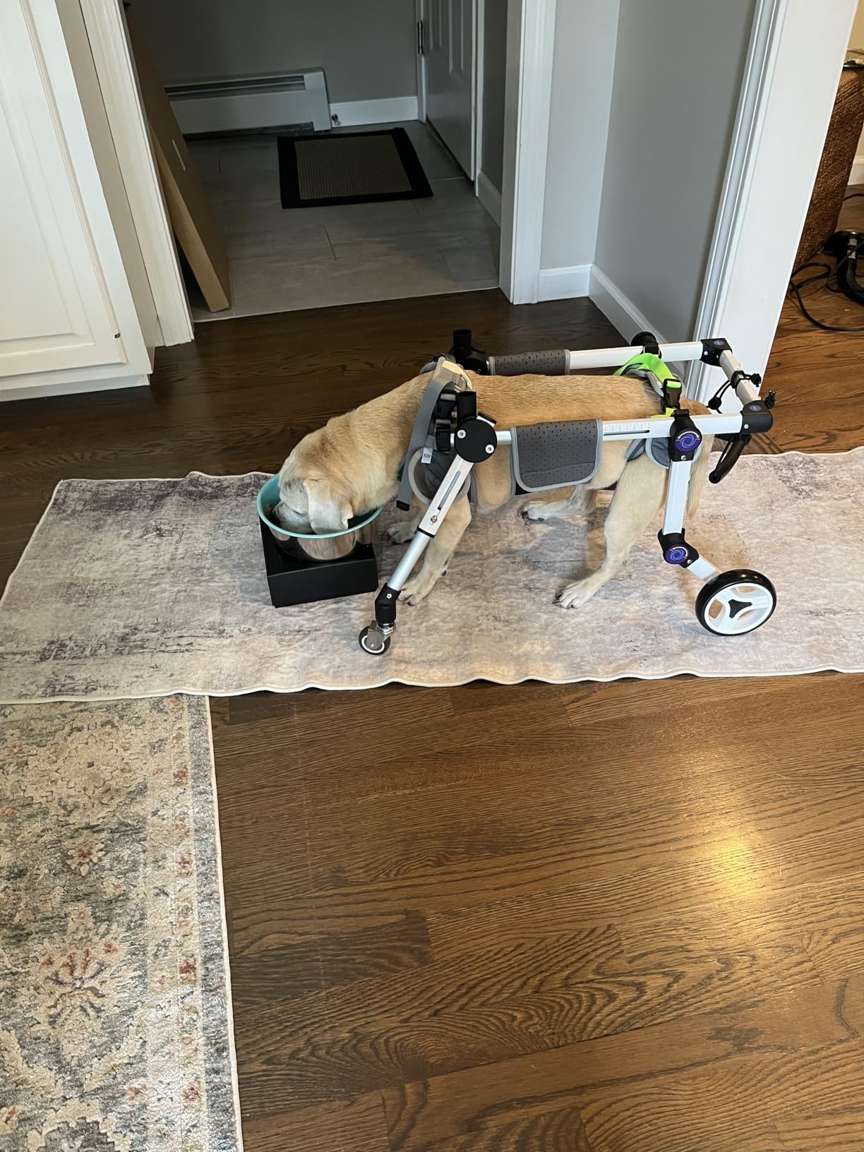 Adjustable Dog Wheelchair 4 Wheels, Full Body Mobility Cart | Pet Mobility Aid for Front & Rear Leg Support, Lightweight Dog Cart for Dogs Walking customer photo 2