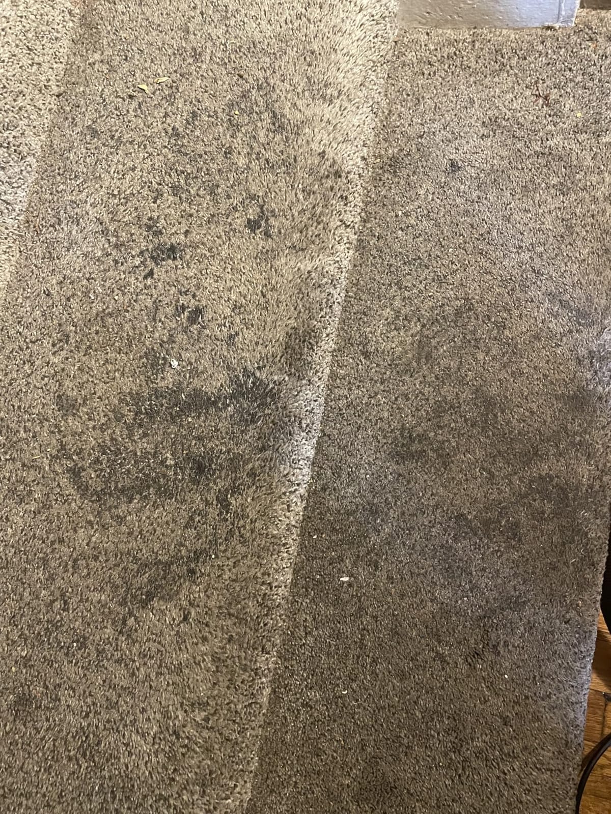 Zep All-Purpose Carpet Shampoo Concentrate Cleaner - 1 Gallon - ZUCEC128 - Professional Formula Removes Dirt and Stains customer photo 1