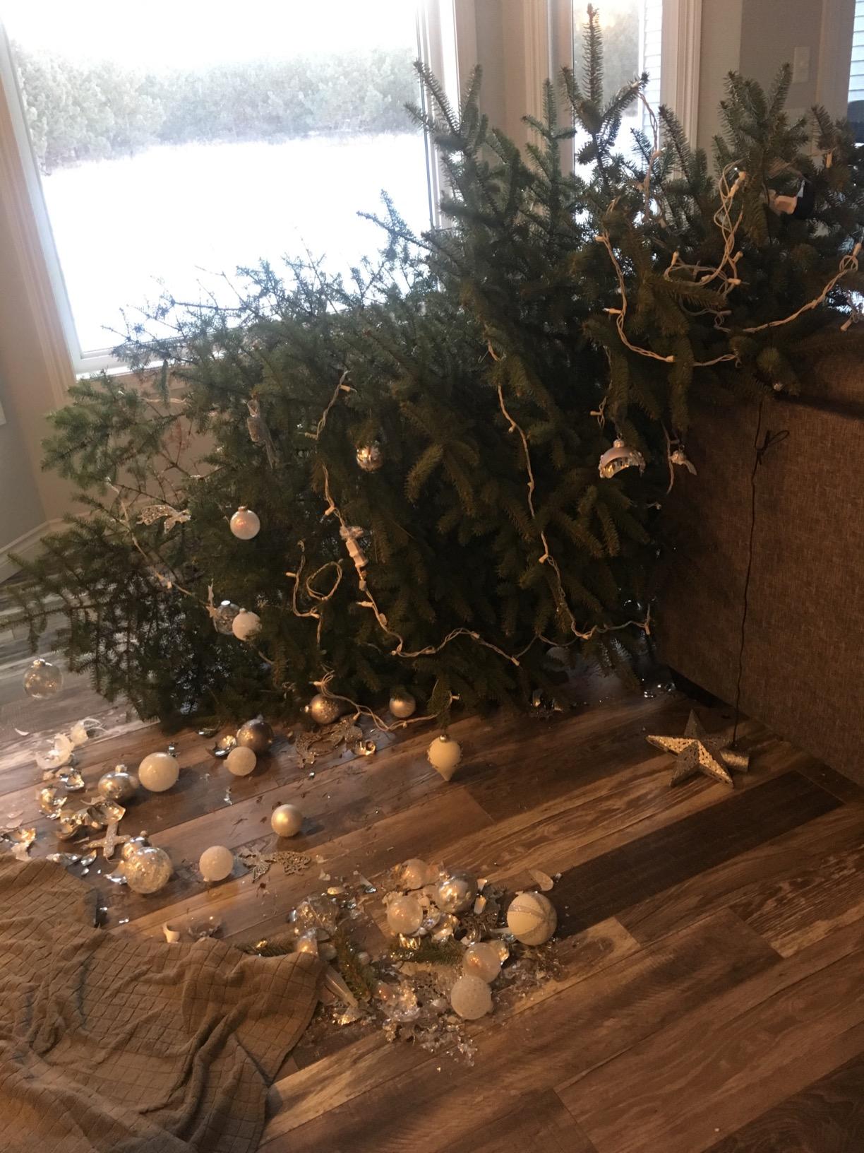 C148E Stand Express Tree with Ratcheting Fastener System, 10-Foot customer photo 1