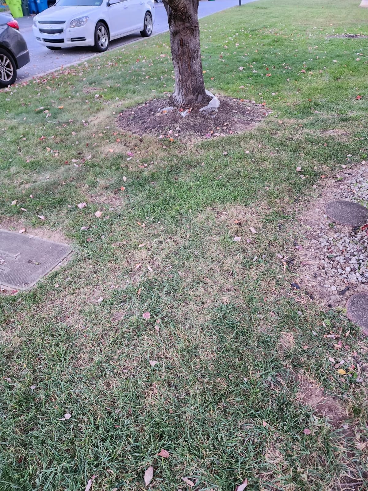 BLACK+DECKER Corded Leaf Blower Leaf Vacuum and Leaf Mulcher 3-in-1, Up to 230 MPH, 12 Amp Handheld Blower and Vacuum Combo (BV3600) customer photo 2