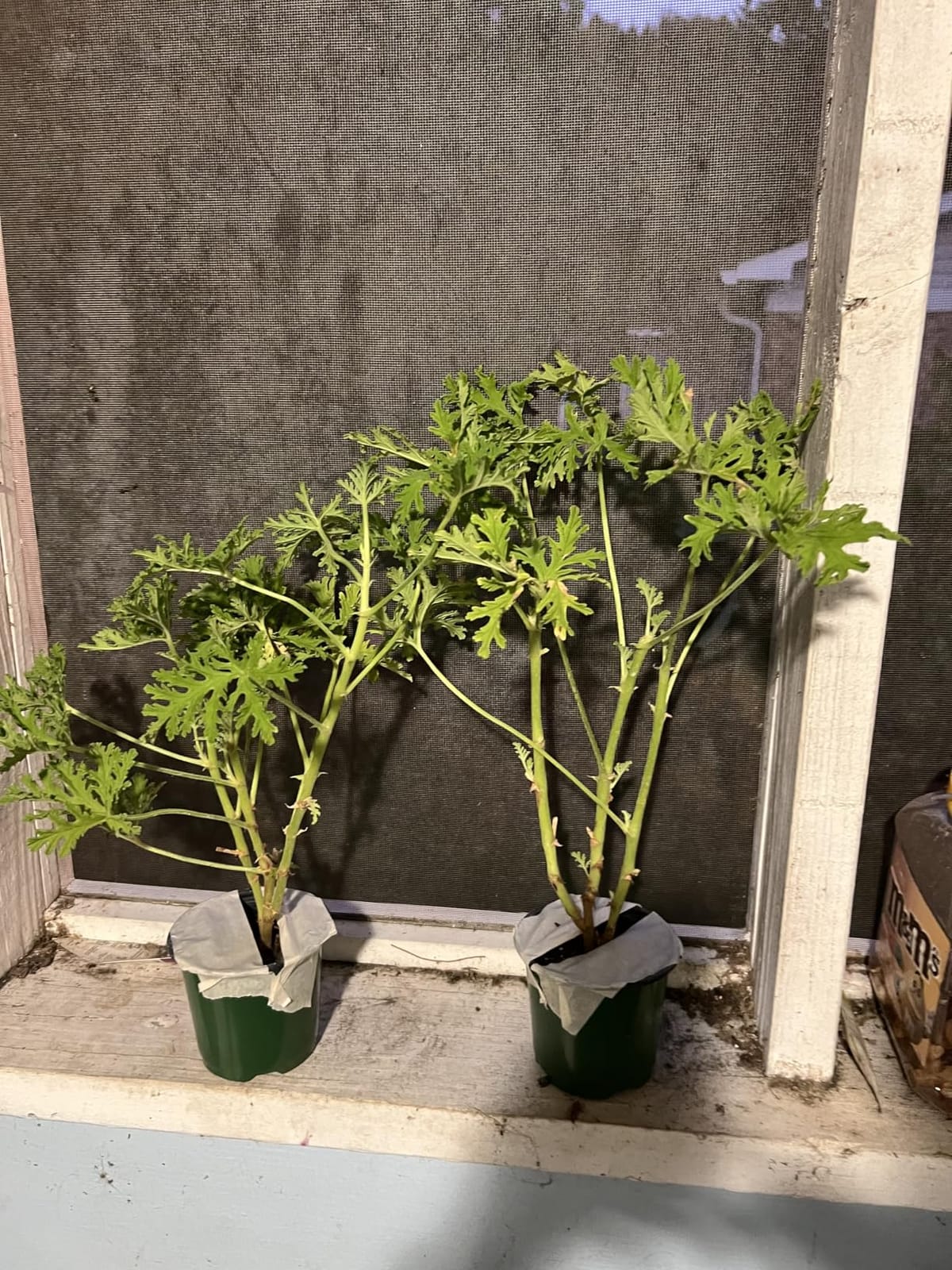 Clovers Garden Citronella Plants – Two (2) Live Plants – Non-GMO - Not Seeds - Each 4