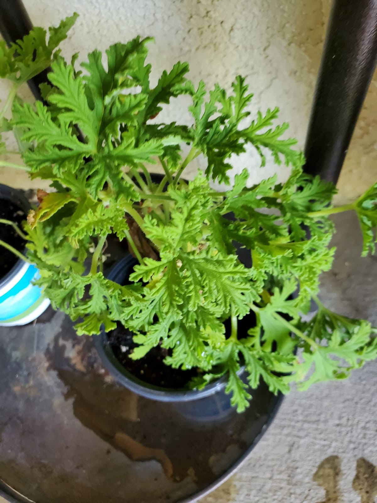 Clovers Garden Citronella Plants – Two (2) Live Plants – Non-GMO - Not Seeds - Each 4