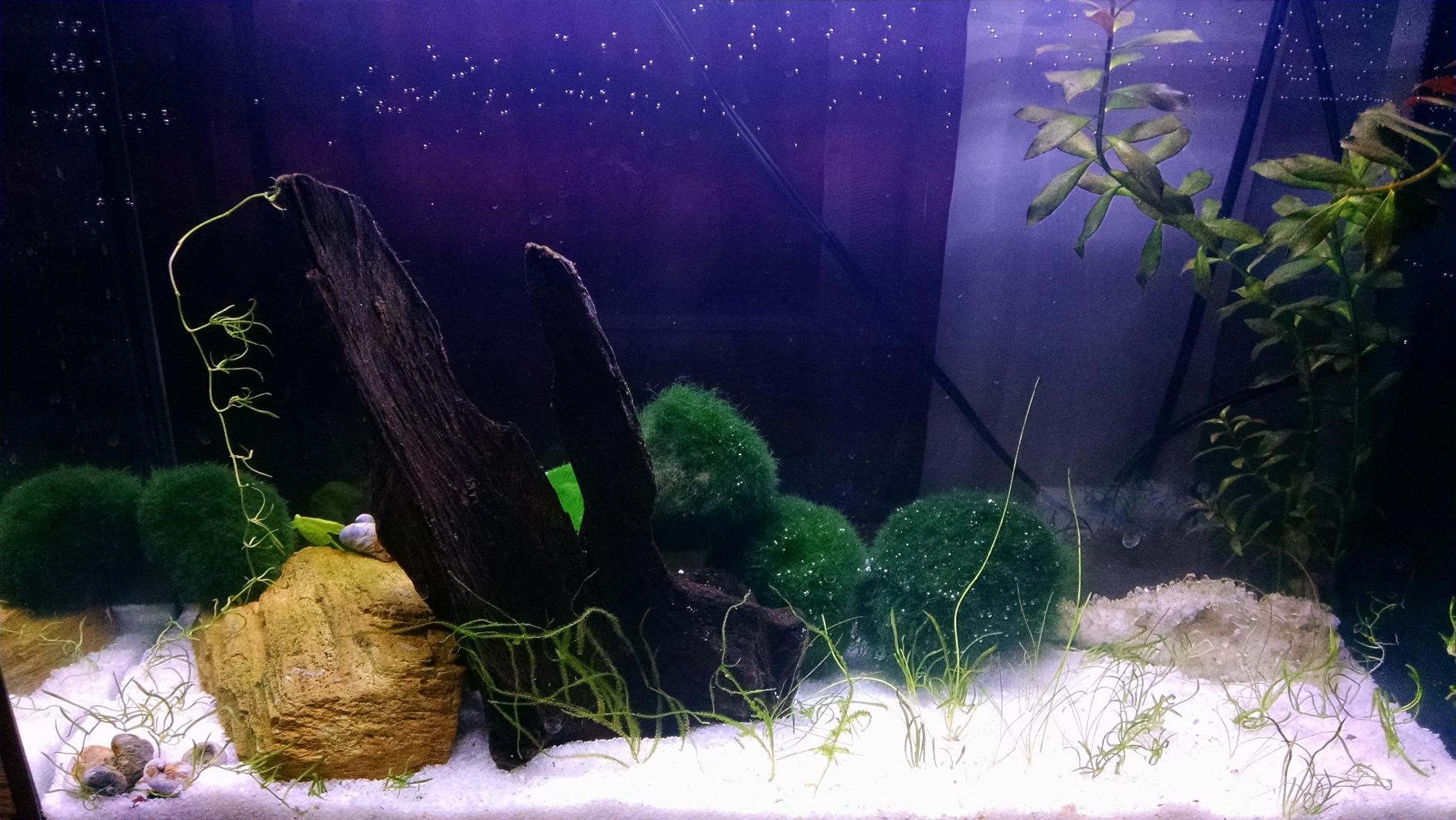 Fluval SPEC III Aquarium Kit, 2.6 Gallon, White customer photo 1
