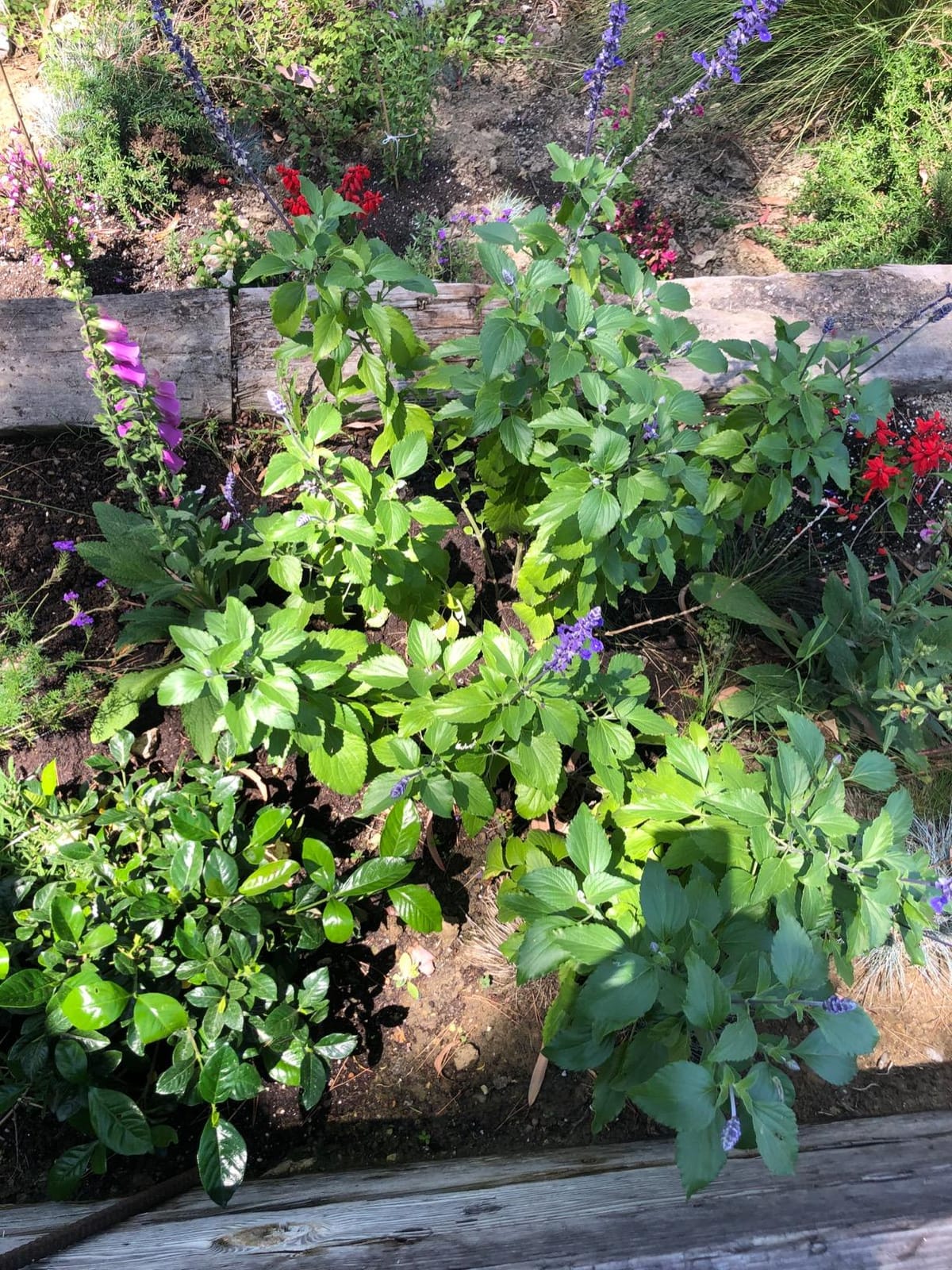 Charlie's Compost 10lb customer photo 2