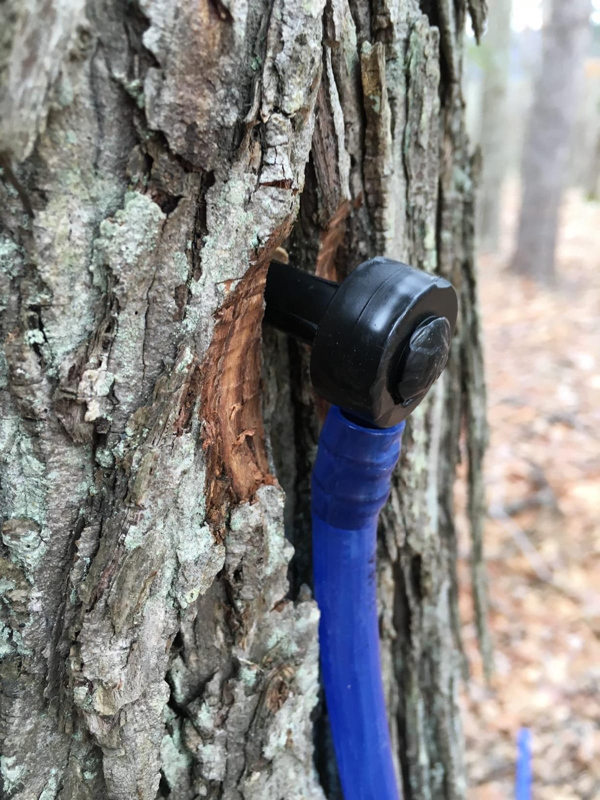 MAPLE TAPPER Maple Syrup Tree Tapping Kit – (10) Spiles + (10) 3' Tubes + (2) 1- QT Maple Sap Filters – BPA Free Food Grade - Full Instructions, Recipe Cards- Made in North America customer photo 1