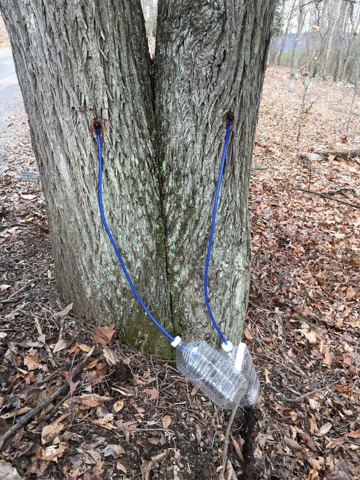 MAPLE TAPPER Maple Syrup Tree Tapping Kit – (10) Spiles + (10) 3' Tubes + (2) 1- QT Maple Sap Filters – BPA Free Food Grade - Full Instructions, Recipe Cards- Made in North America customer photo 2