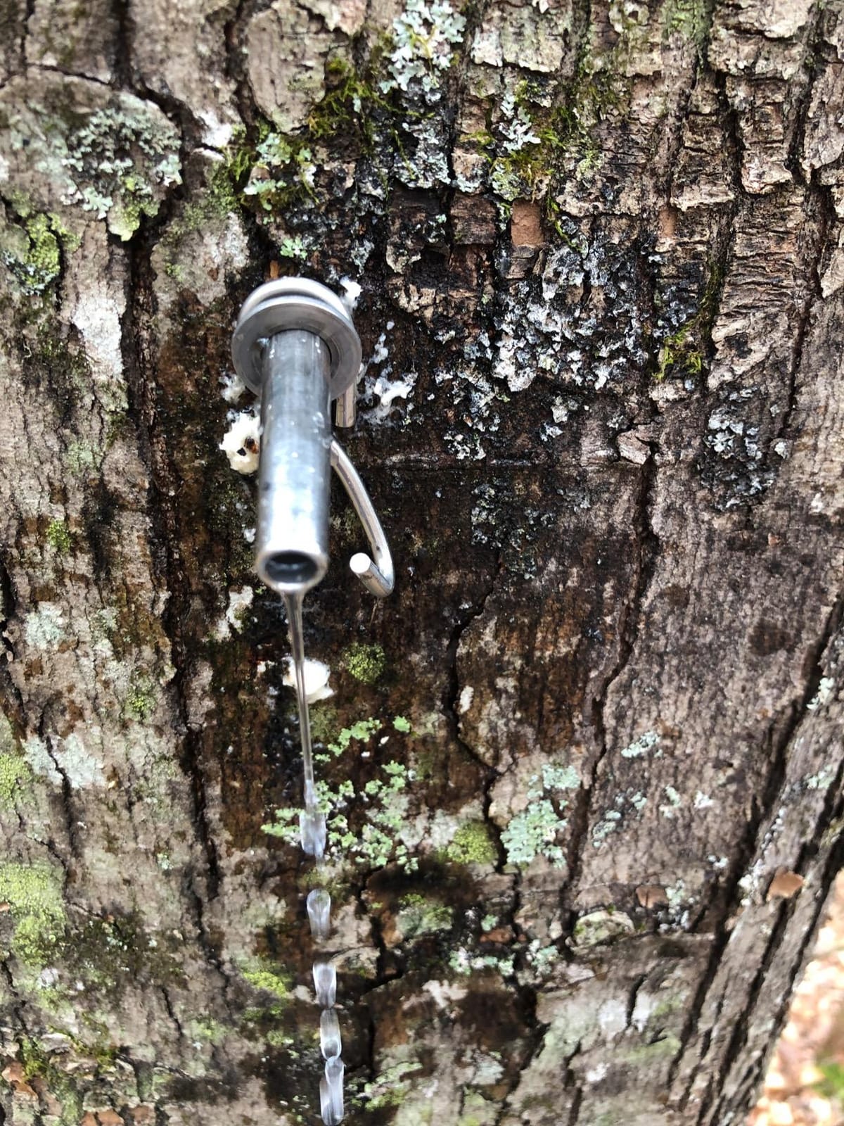 Stainless Steel Taps - Maple Sap Pail Spout & Hook - Spiles for making Maple Syrup (5) customer photo 2