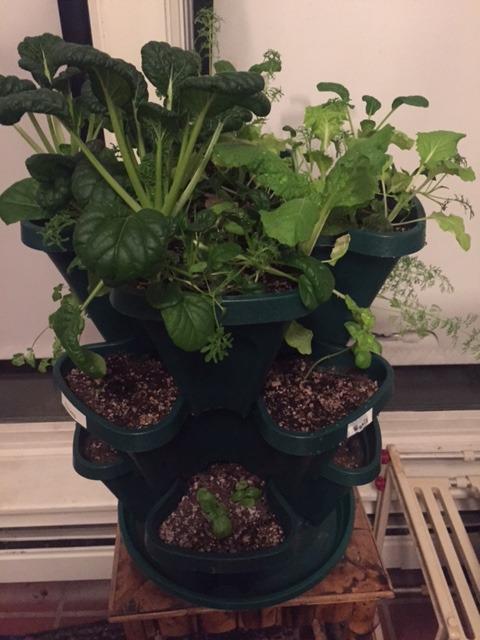 Mr. Stacky Self Watering 3 Tier Stackable Garden Vertical Plastic Planter Set, Hunter Green customer photo 2